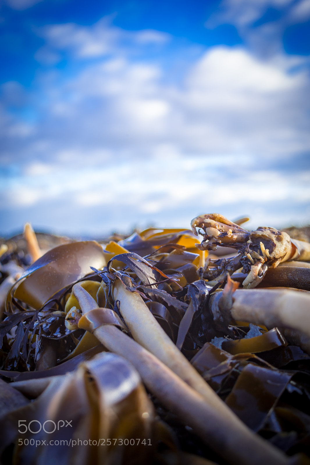 Canon EOS 6D sample photo. Seaweed photography