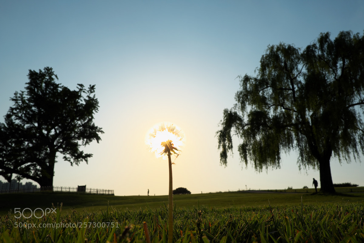 Fujifilm X-T20 sample photo. One of the bulb photography