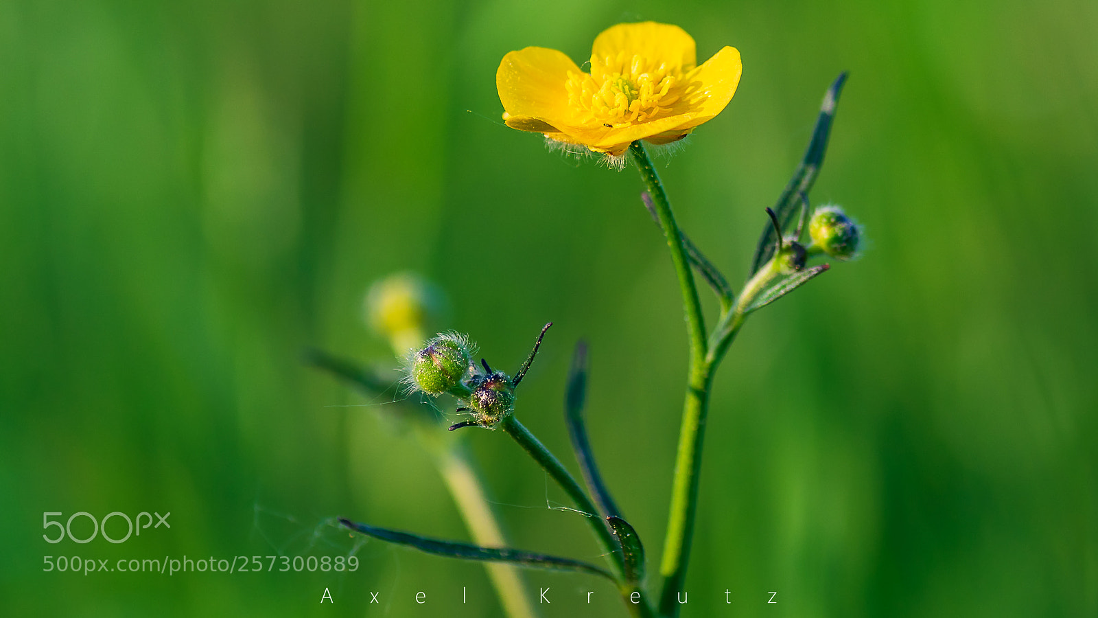 Pentax K-3 II sample photo. Springtime photography