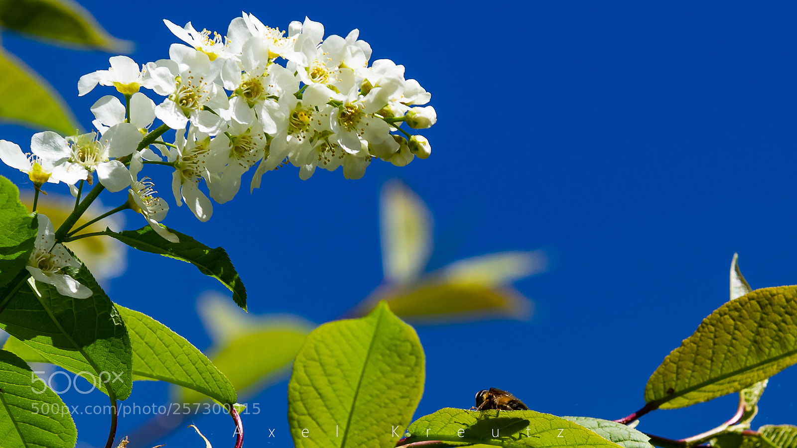 Pentax K-3 II sample photo. Colourful photography