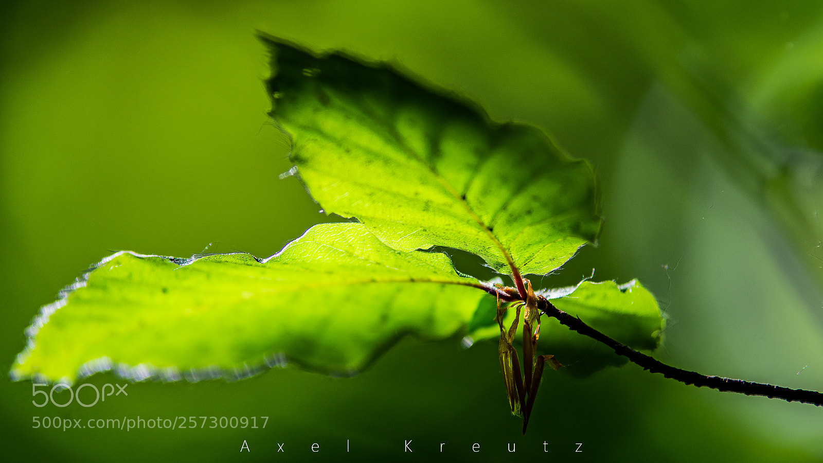Pentax K-3 II sample photo. Green photography