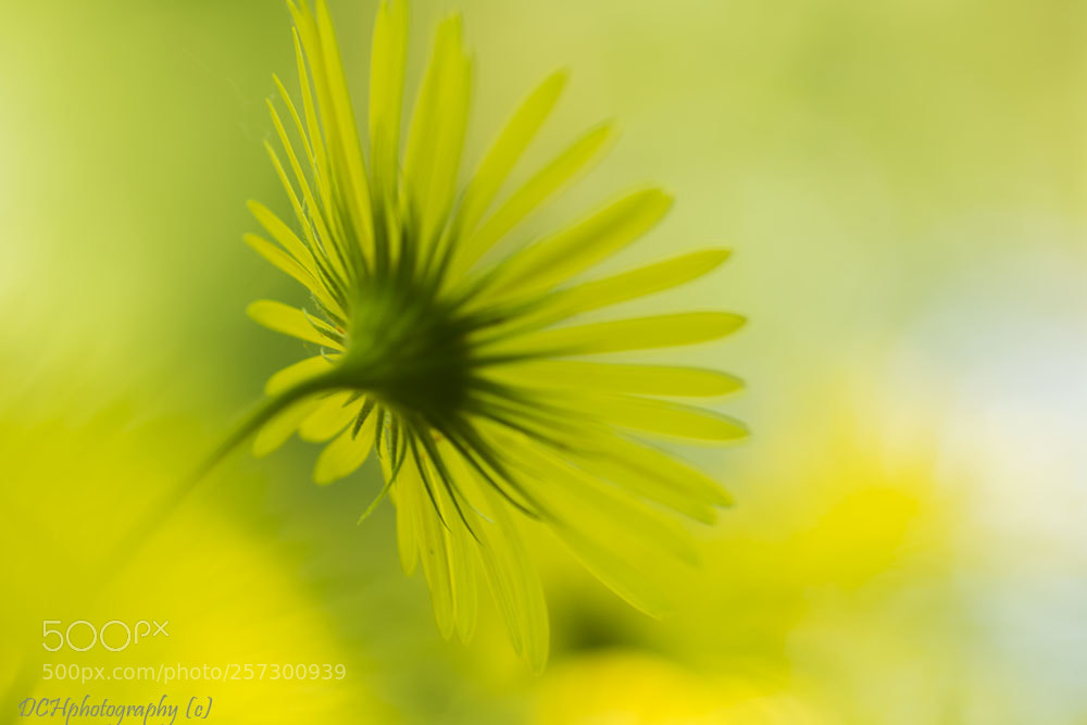 Canon EOS 650D (EOS Rebel T4i / EOS Kiss X6i) sample photo. Spring sunflower photography