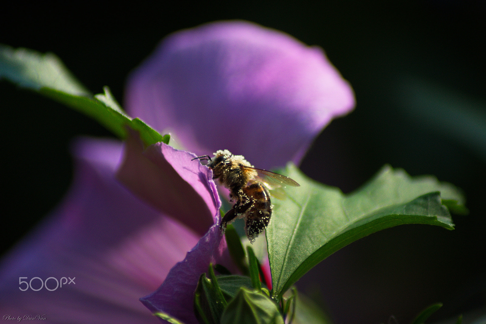 Canon EOS 1300D (EOS Rebel T6 / EOS Kiss X80) sample photo. Working bee 01 photography