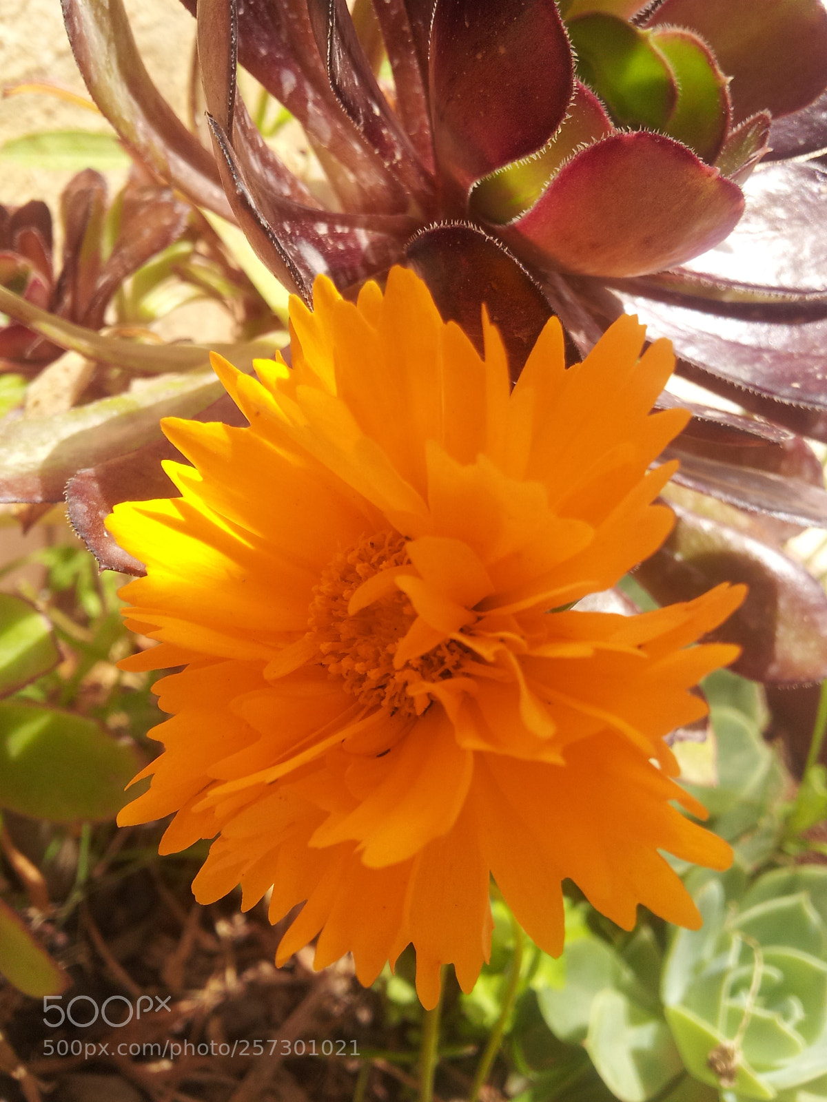 Samsung Galaxy S2 sample photo. Yellow flower photography