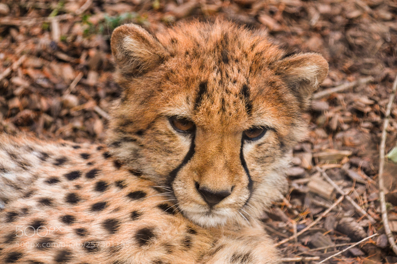 Nikon D3100 sample photo. A cheetah photography