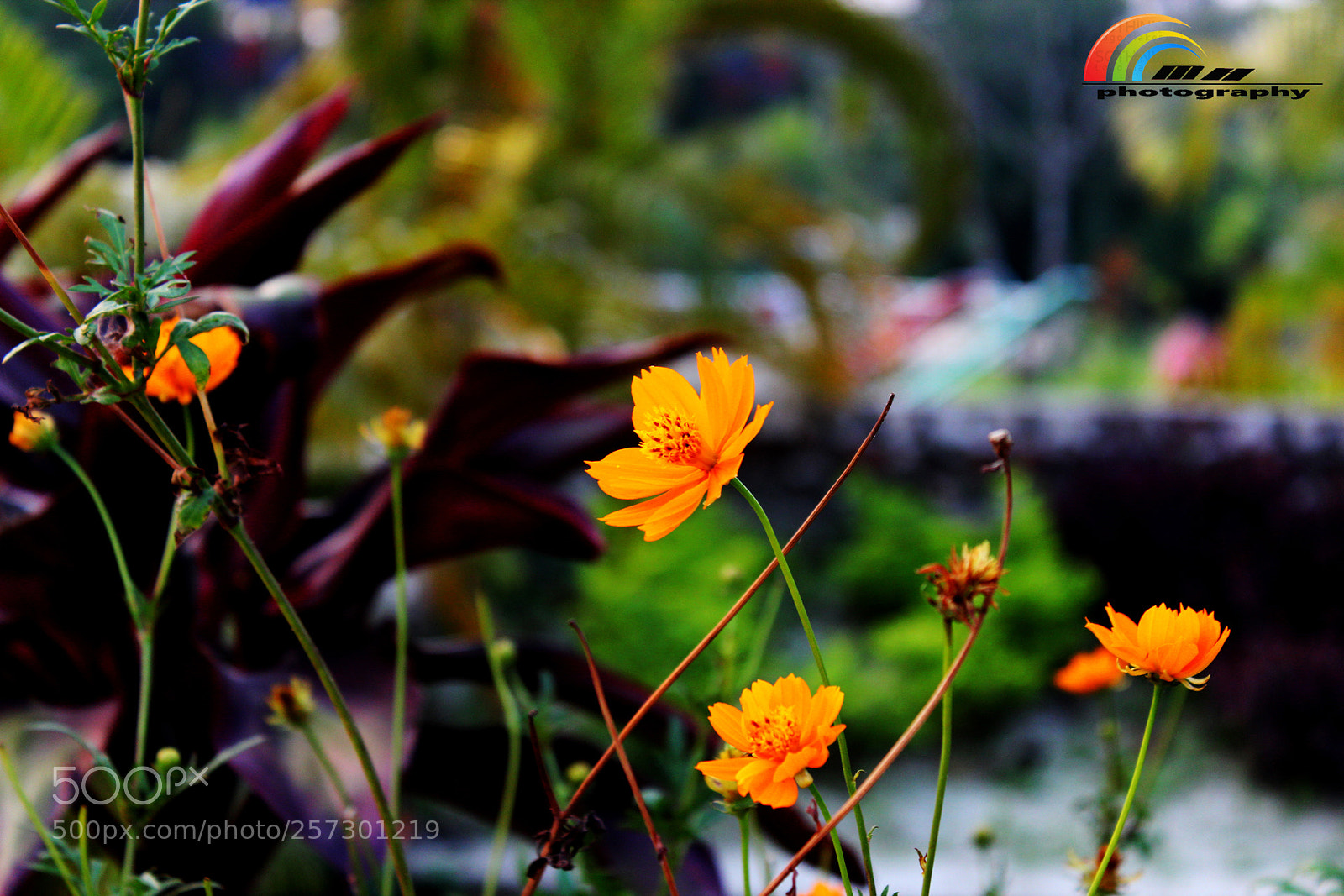 Canon EOS 600D (Rebel EOS T3i / EOS Kiss X5) sample photo. Flower photography