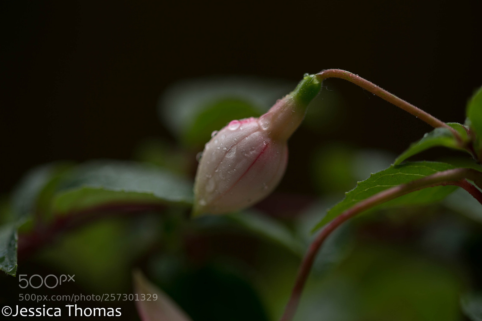Canon EOS 6D sample photo. Untitled photography