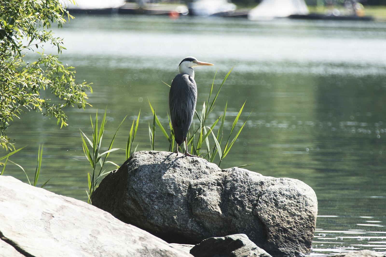 Canon EOS 7D Mark II sample photo. Graureiher photography