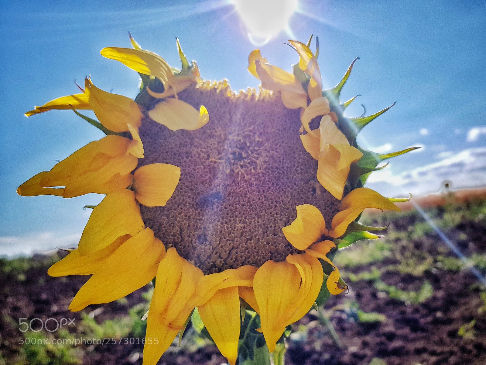 Samsung Galaxy S8 sample photo. Sunx2 photography