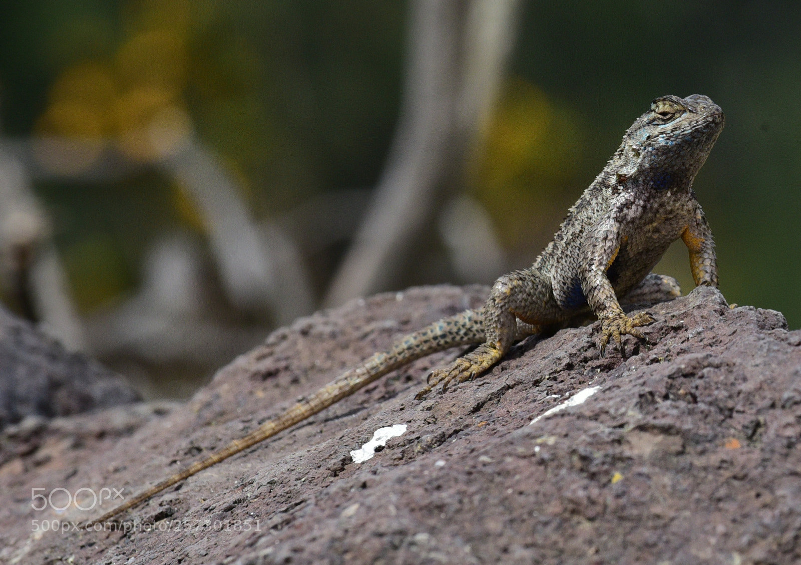 Nikon D750 sample photo. Californian lizard photography