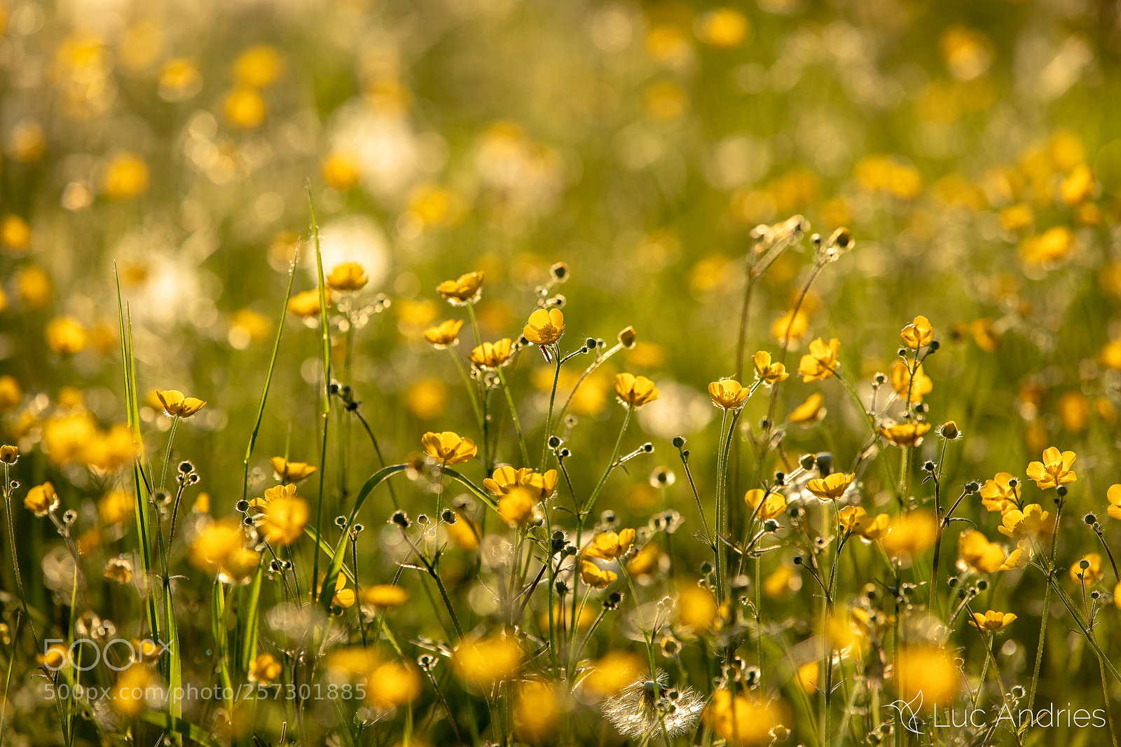 Canon EOS 5D Mark IV sample photo. Golden meadow photography
