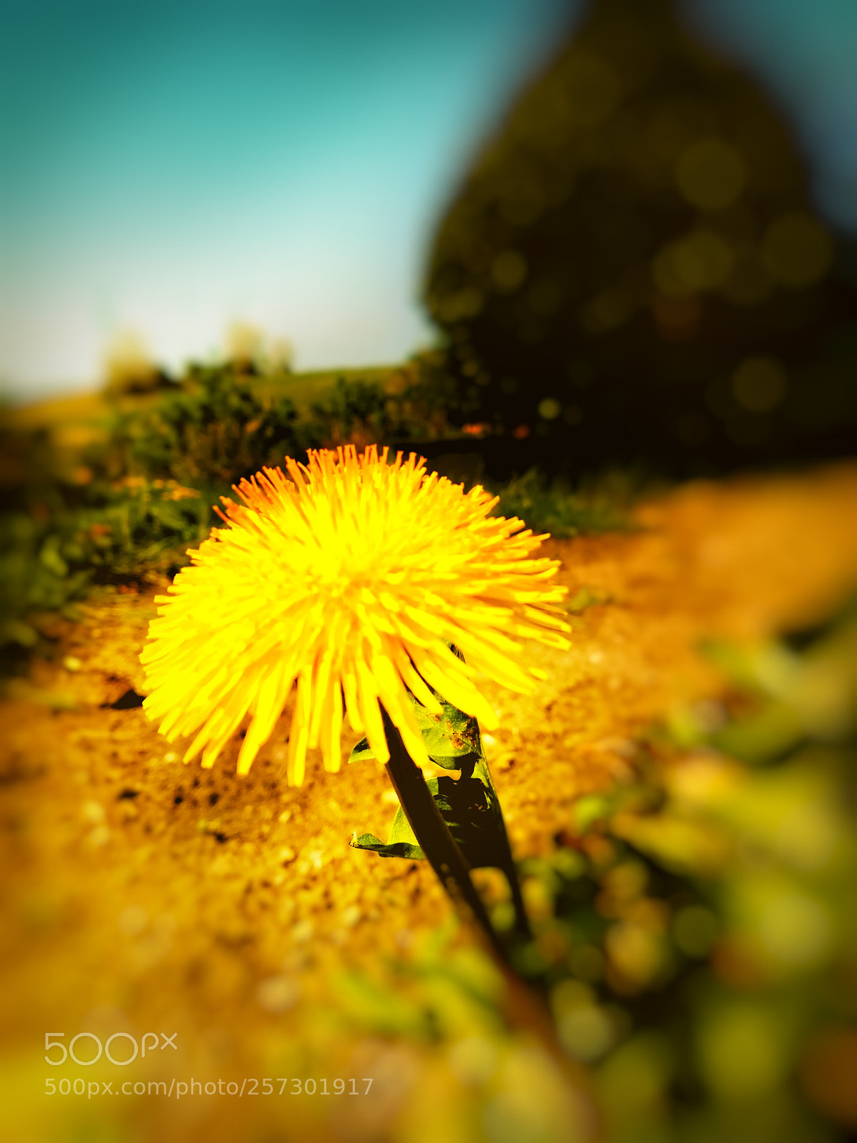 HUAWEI P10 lite sample photo. Dandelion photography