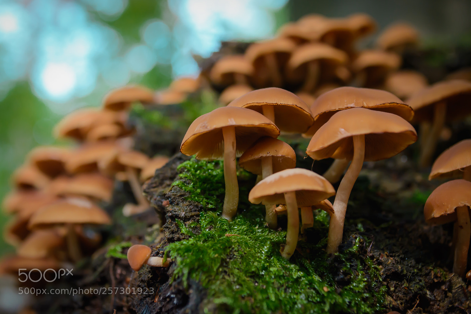 Nikon D5200 sample photo. Shroom photography