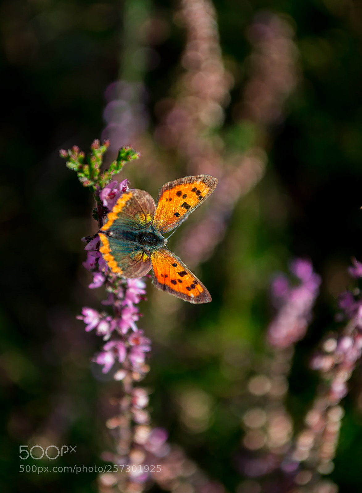 Nikon D5200 sample photo. Butterfly photography