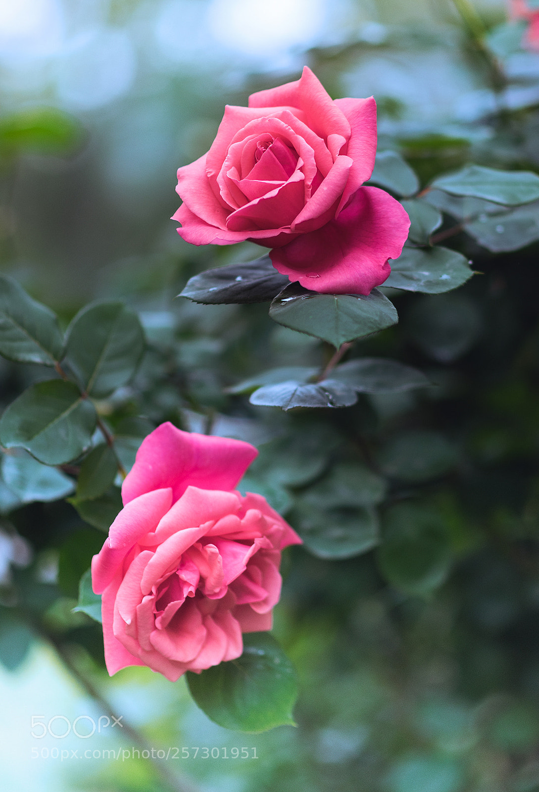 Nikon D810 sample photo. Untitled photography
