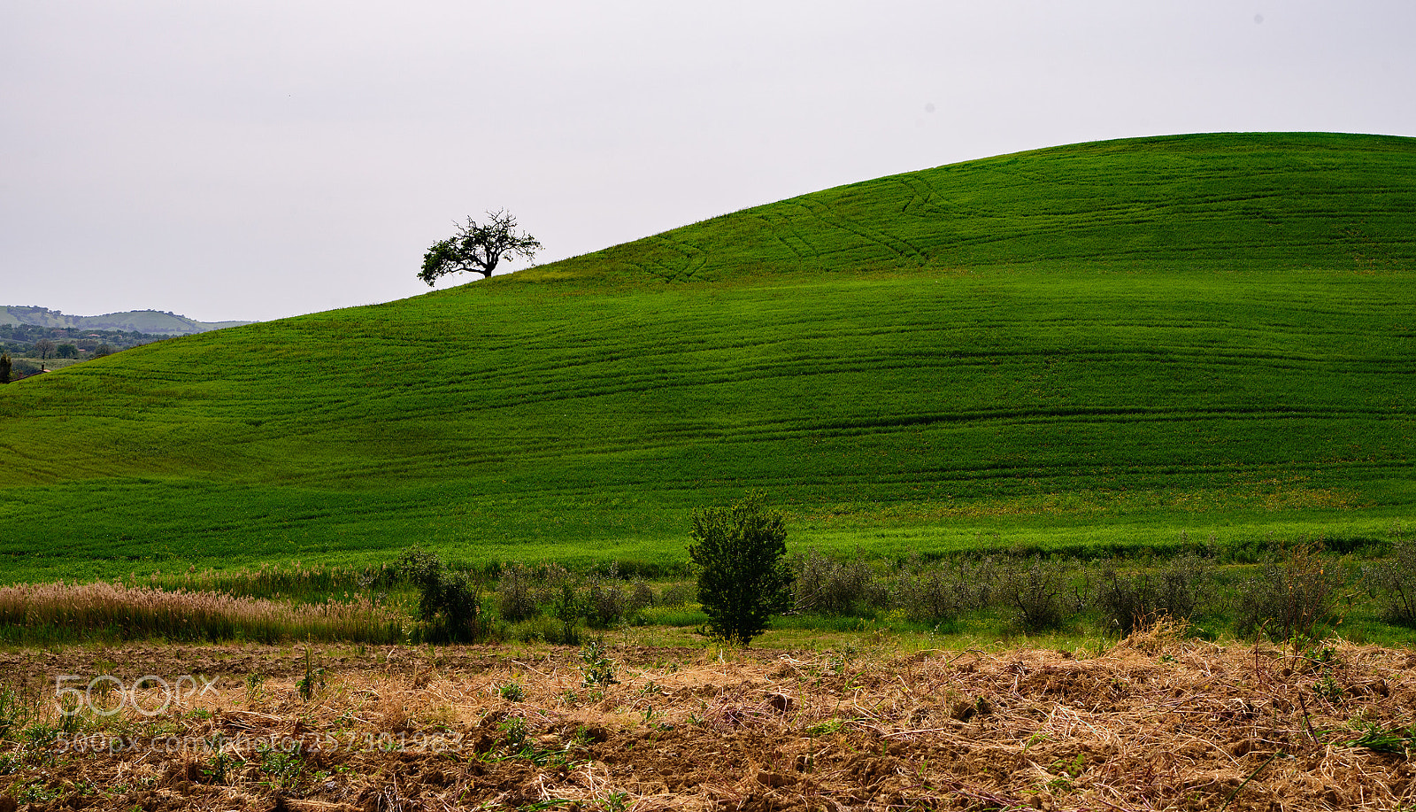 Nikon D750 sample photo. La verde collina photography