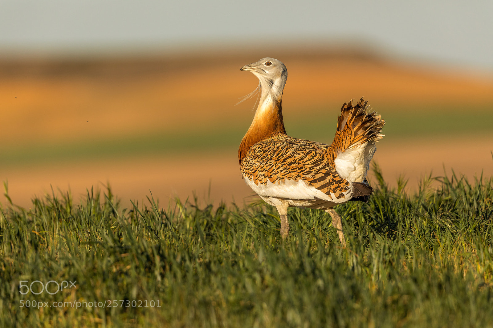 Canon EOS 5D Mark IV sample photo. Avutarda (otis tarda) photography