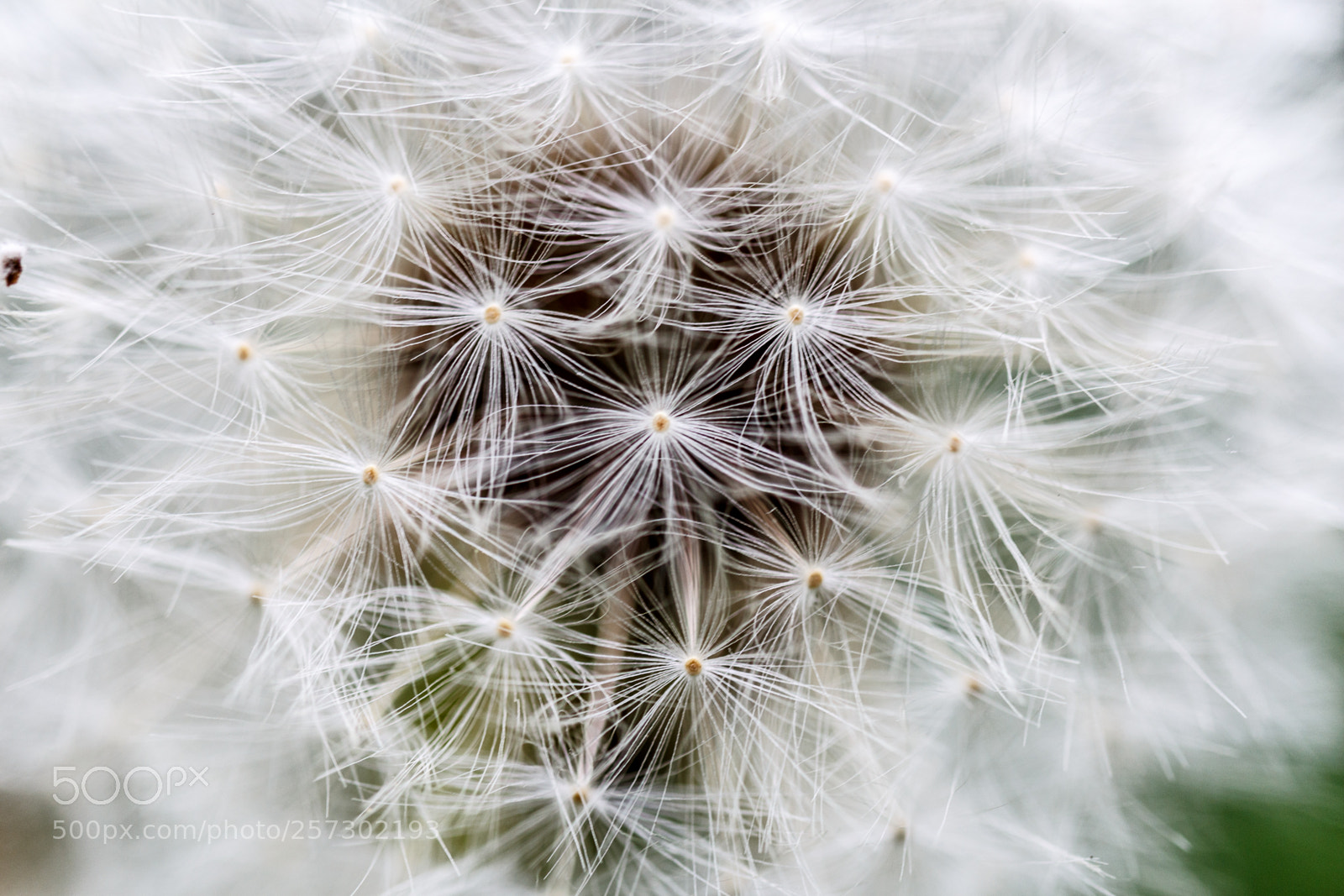 Canon EOS 700D (EOS Rebel T5i / EOS Kiss X7i) sample photo. Pusteblume photography