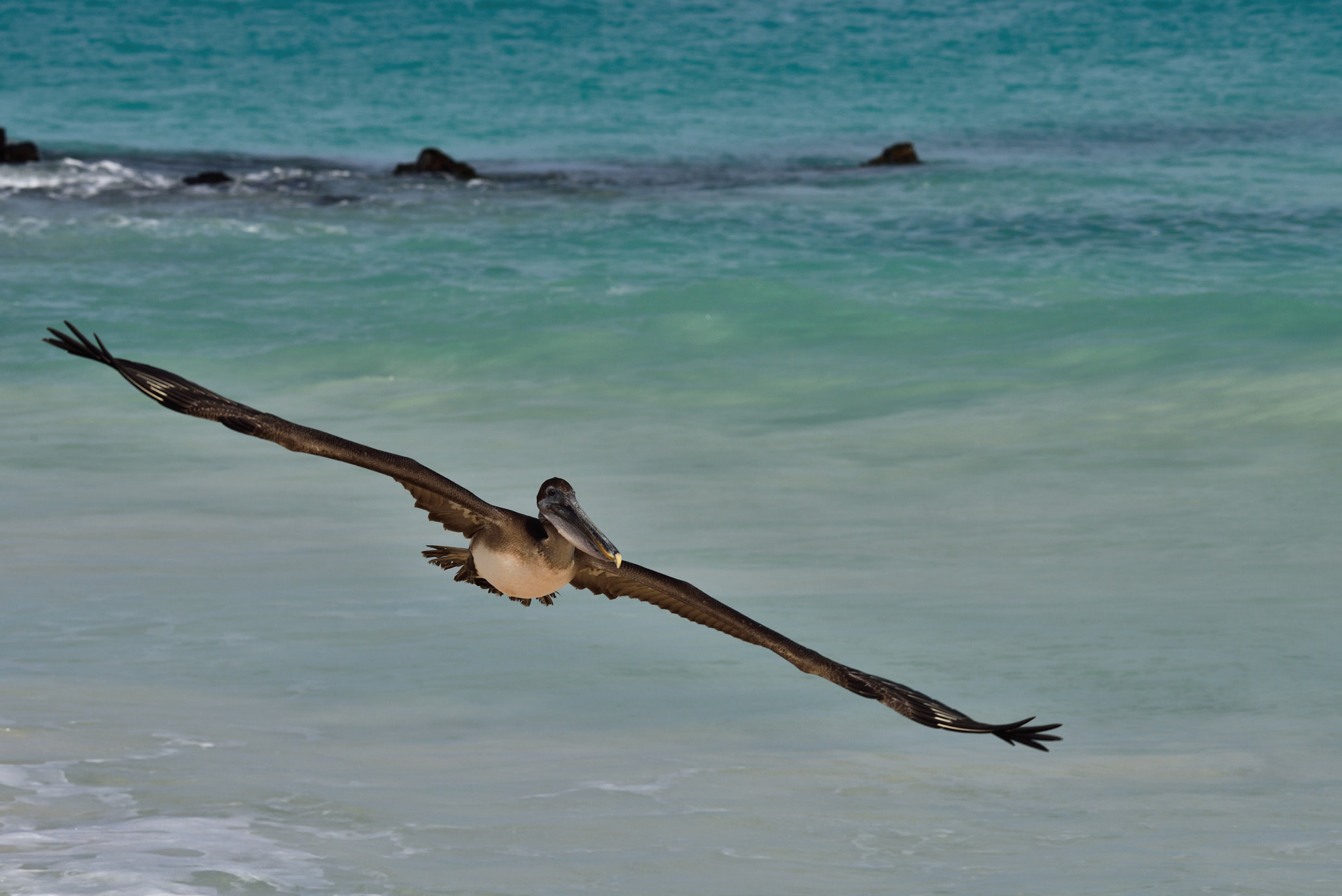 Nikon AF-S Nikkor 200-500mm F5.6E ED VR sample photo. Peli_can fly photography
