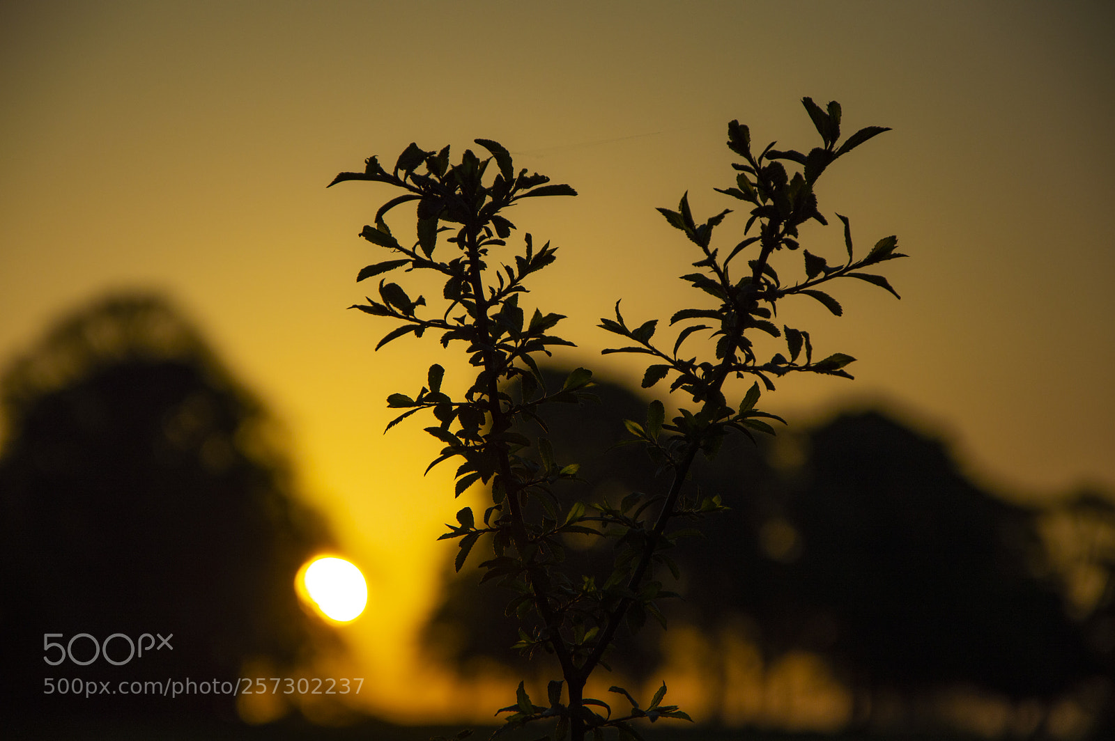 Nikon D3200 sample photo. Silhouette photography