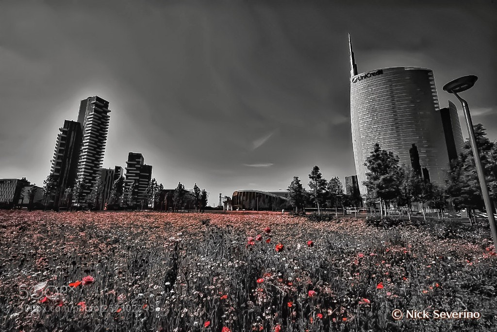 Sony a7R sample photo. A milan between nature photography