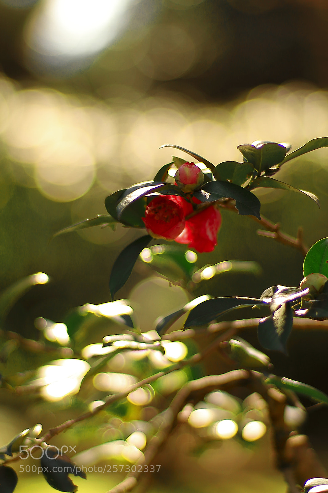 Canon EOS 7D sample photo. Camellia japonica photography