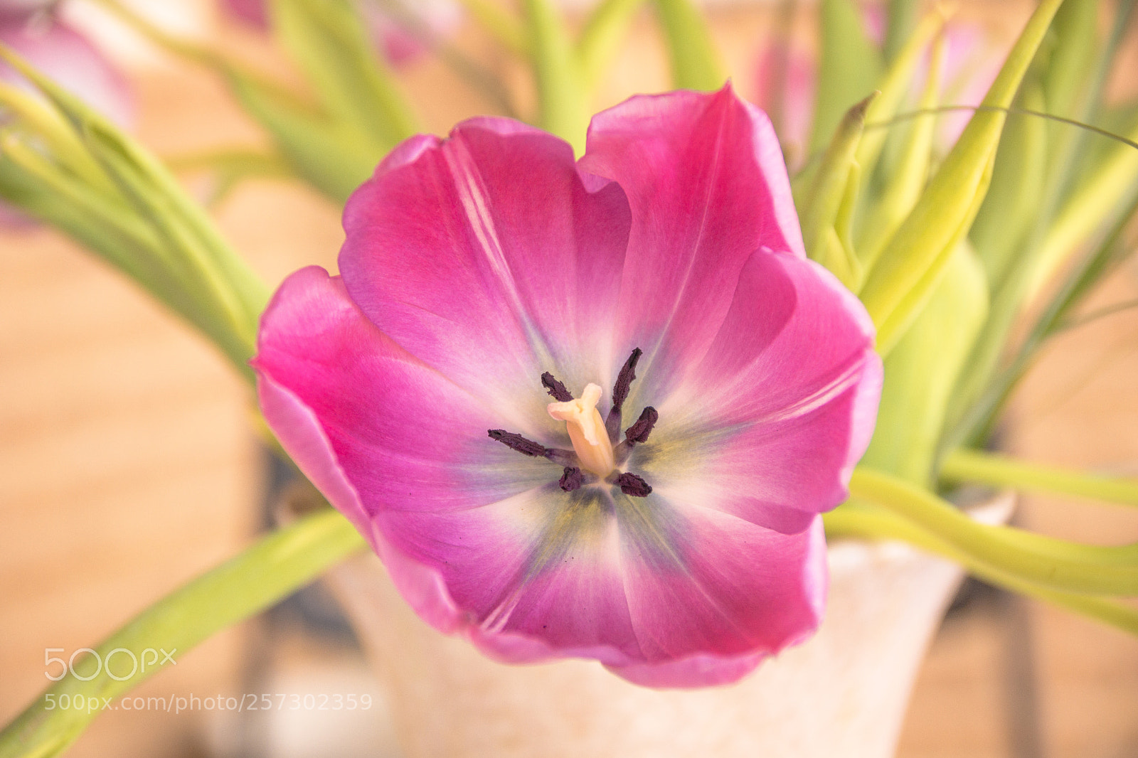 Sony SLT-A65 (SLT-A65V) sample photo. Tulip photography