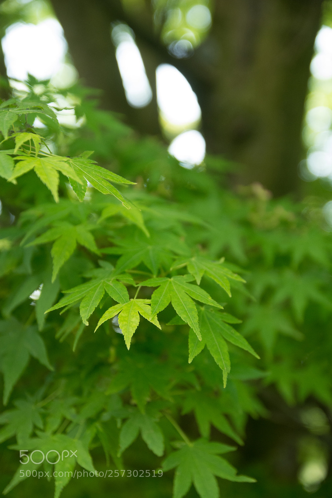 Nikon D7100 sample photo. Spring's new leaves photography