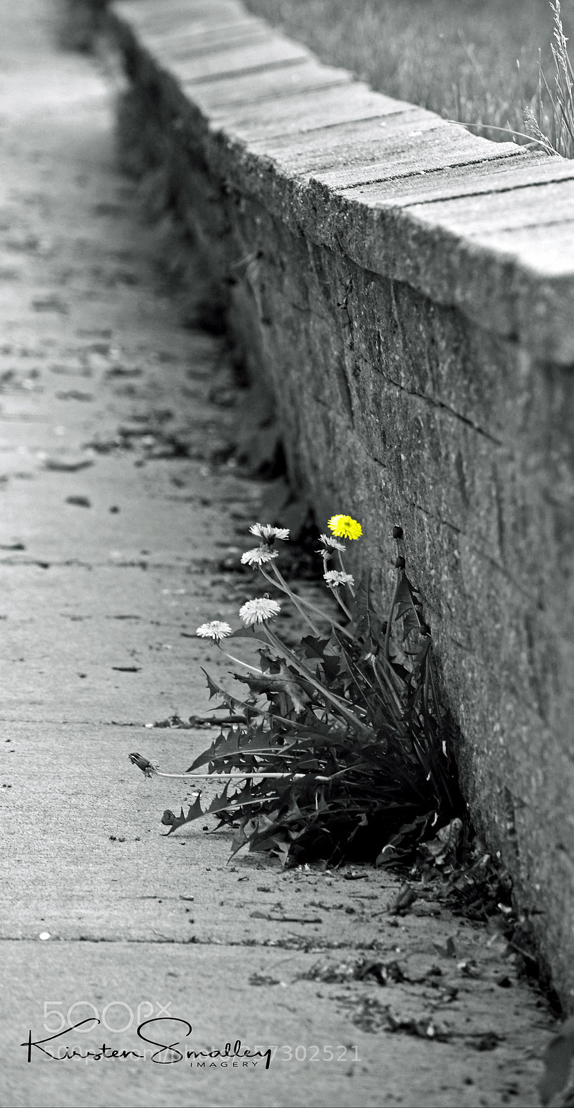 Nikon D3400 sample photo. Along the stone wall photography