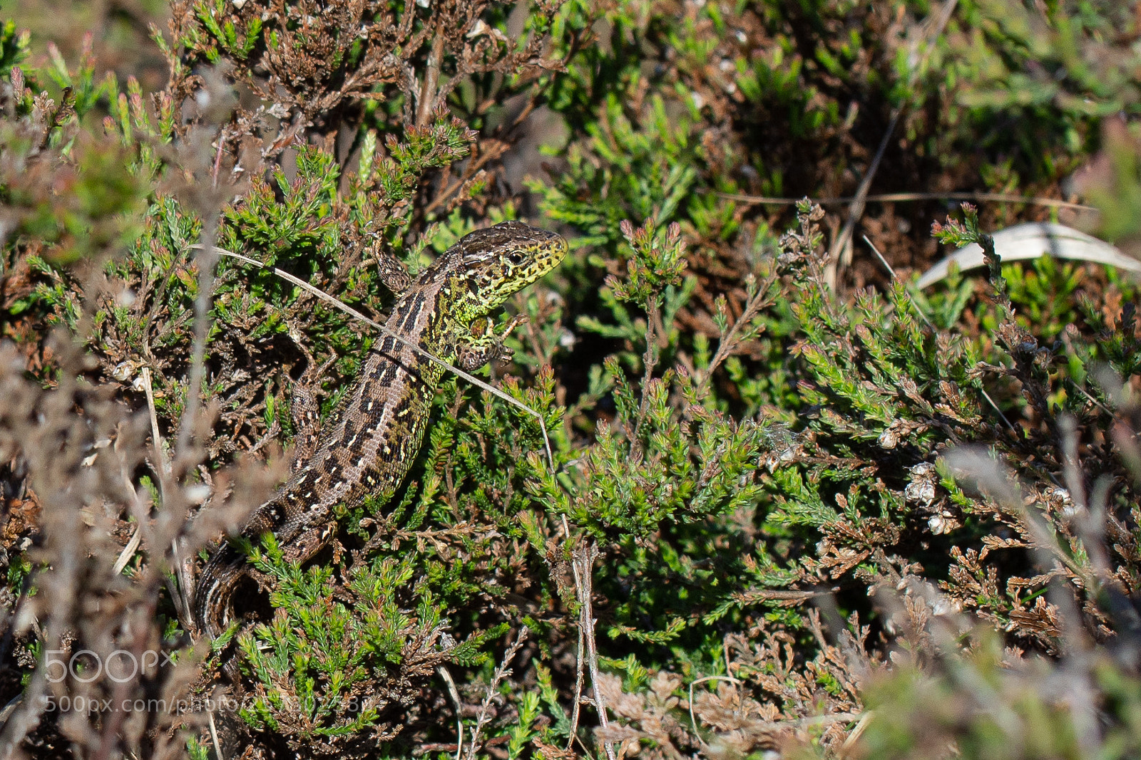 Nikon D7200 sample photo. Sand lizard photography