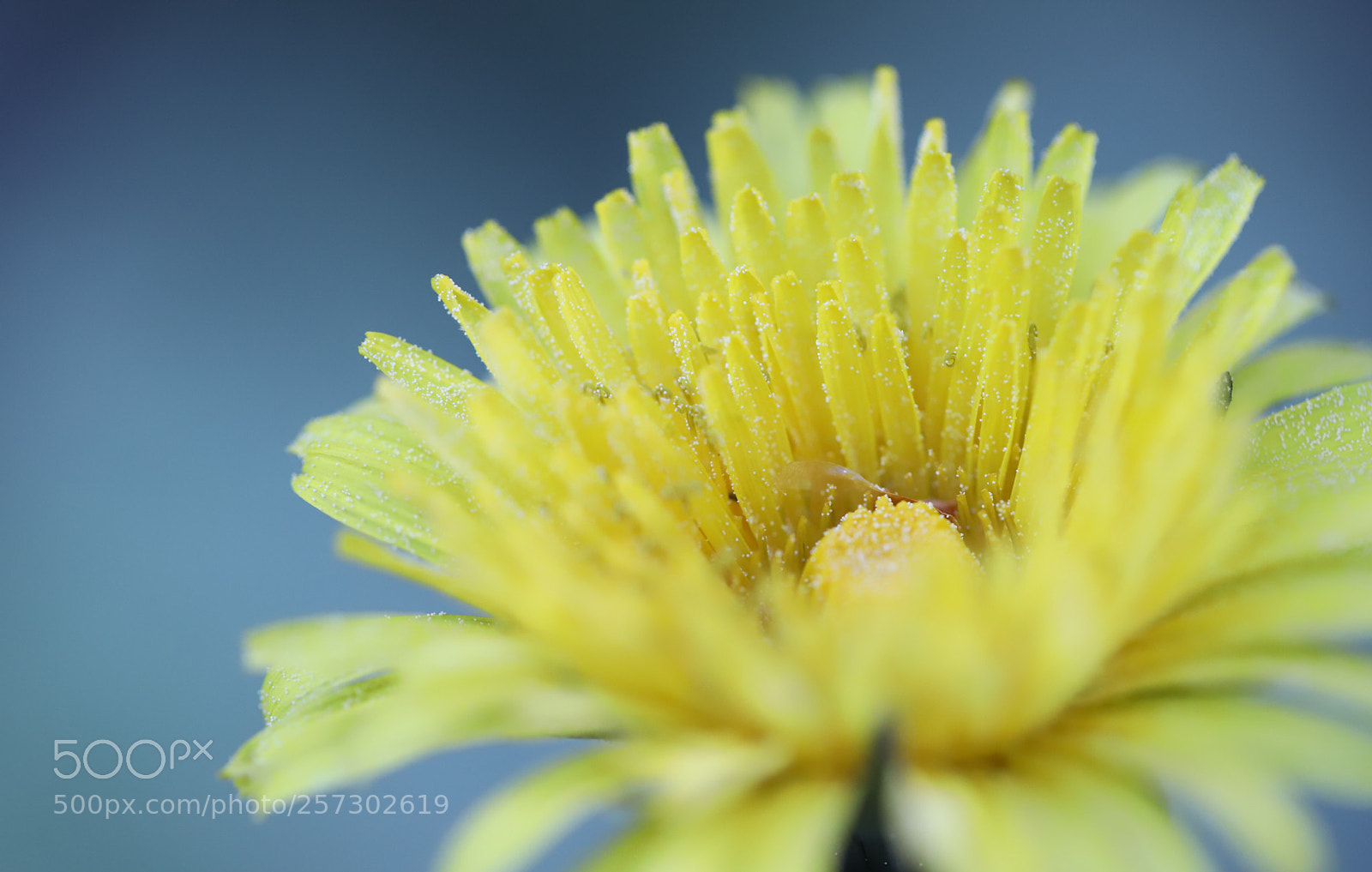 Canon EOS 6D Mark II sample photo. Dandelion photography