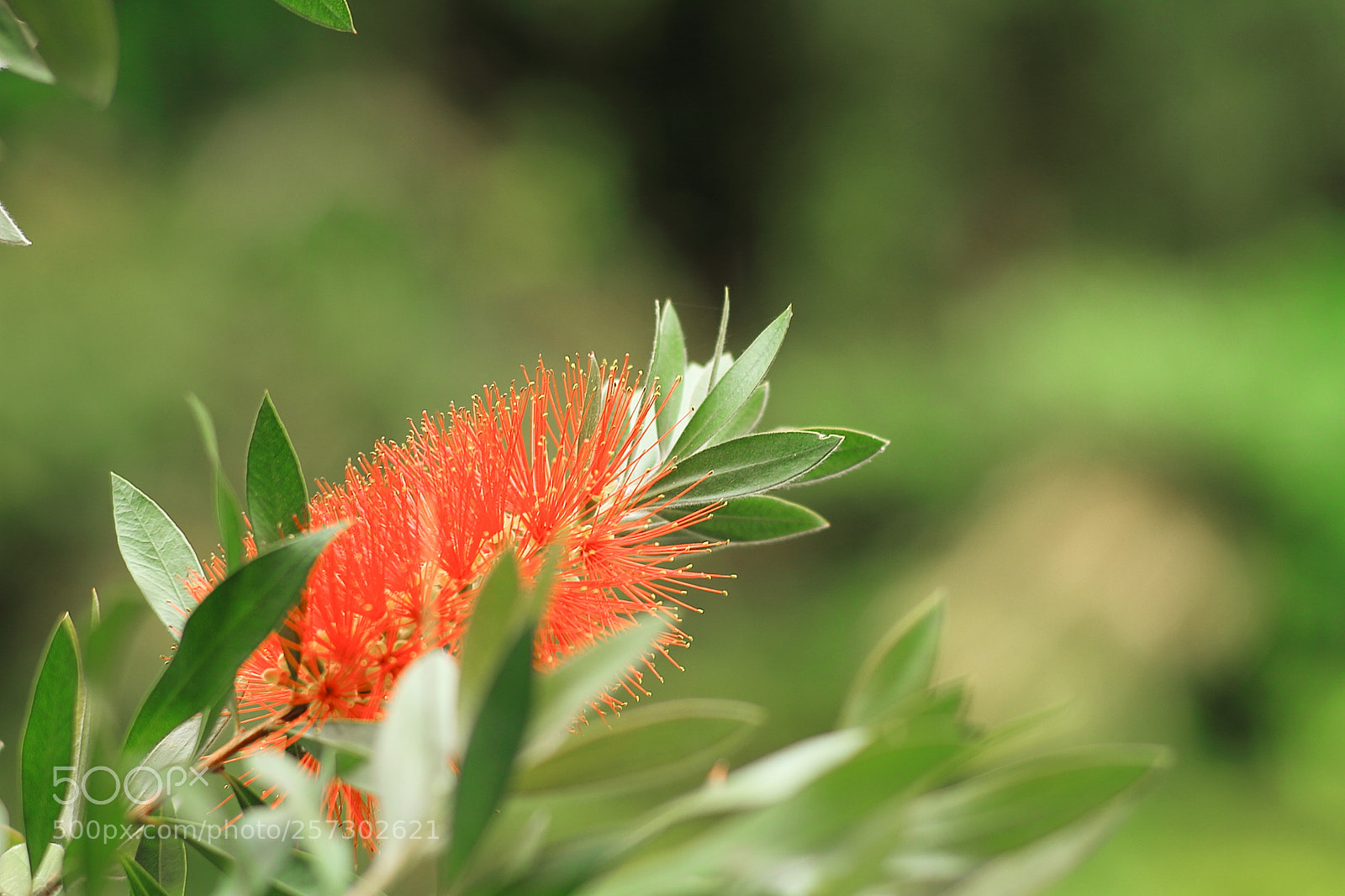 Canon EOS 7D sample photo. Wildplant photography