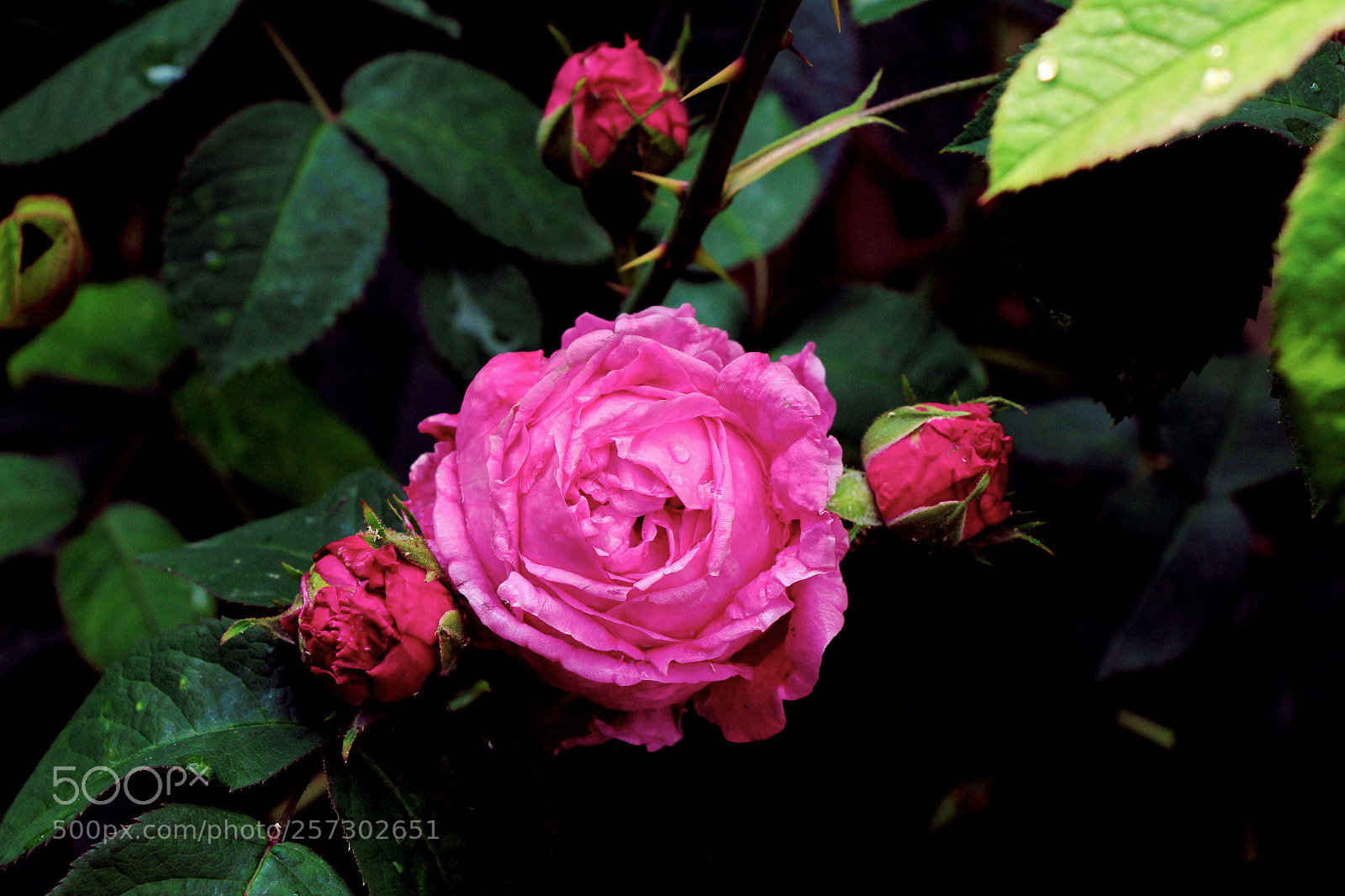 Canon EOS 60D sample photo. Untitled photography
