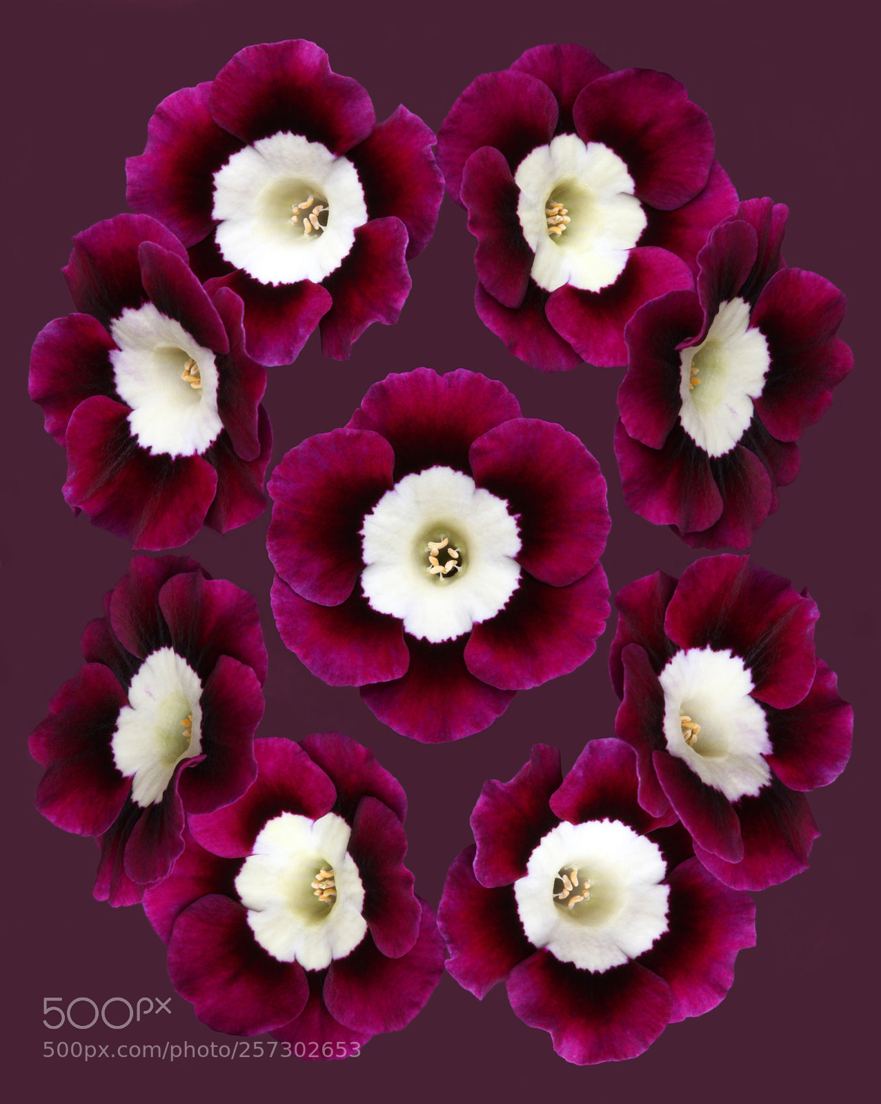 Canon EOS 5D Mark II sample photo. Auricula ring photography