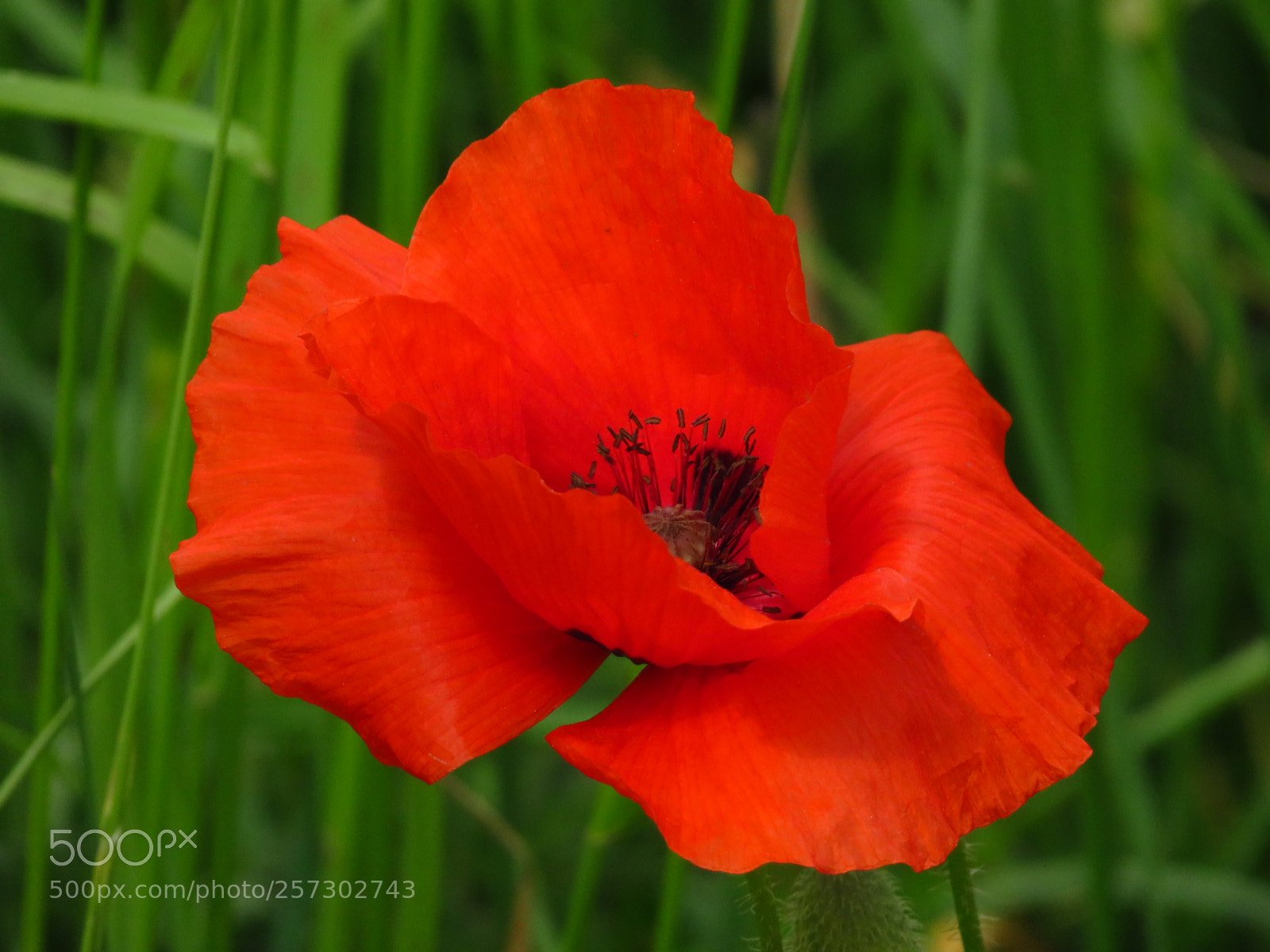 Canon PowerShot SX540 HS sample photo. Mohn photography