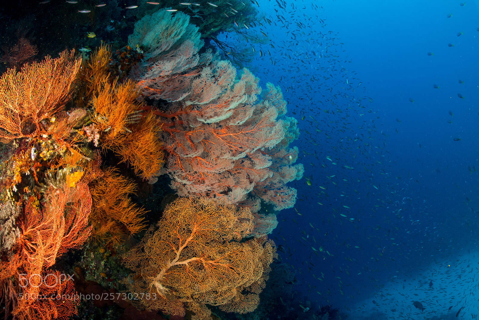 Nikon D810 sample photo. Colourful reef wall photography