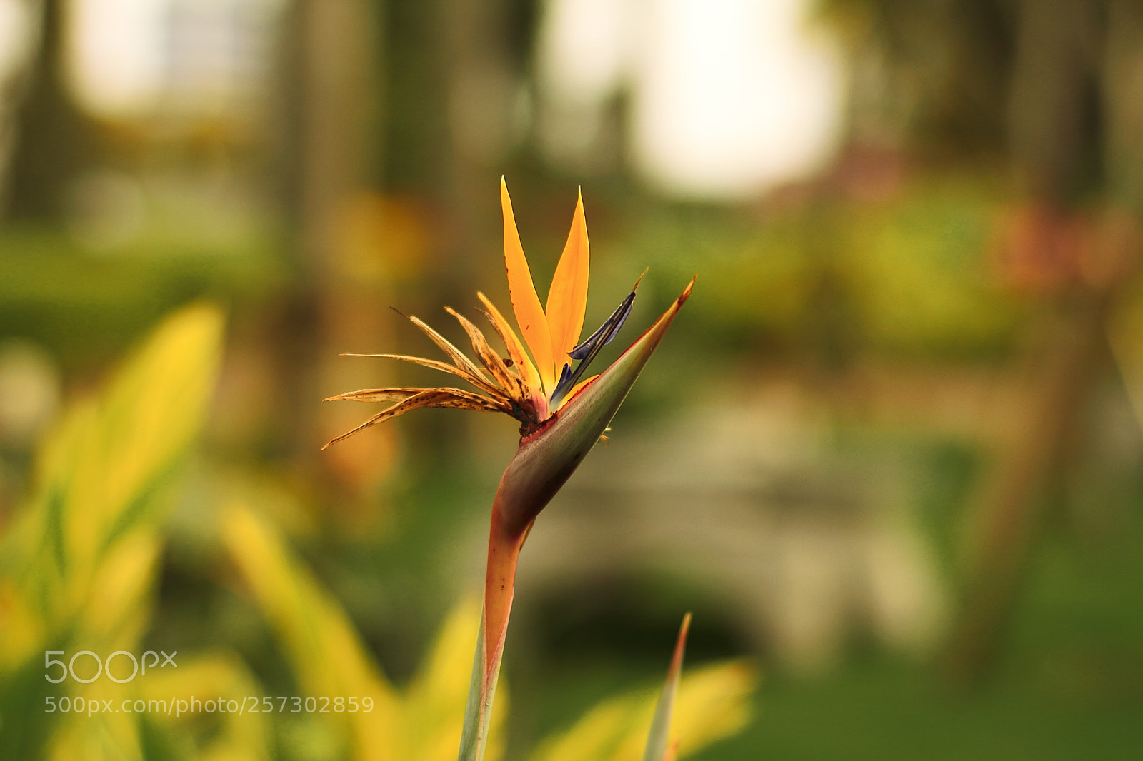 Canon EOS 7D sample photo. Foliage plant photography