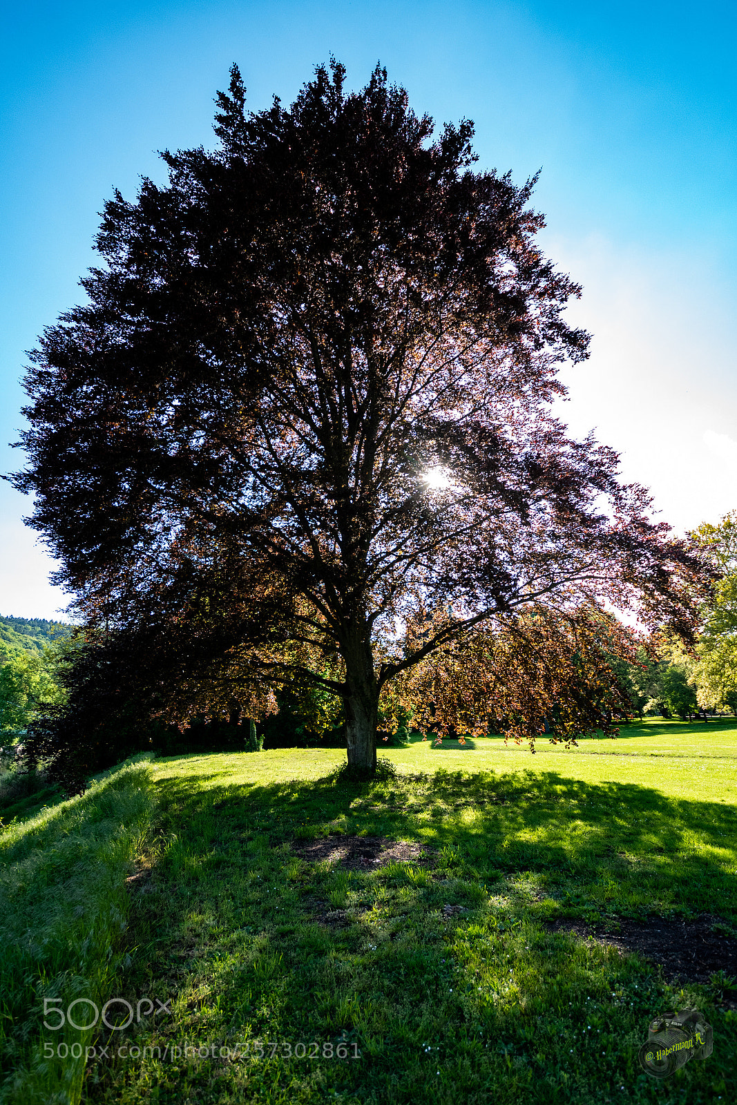 Nikon D5600 sample photo. Mettlach photography