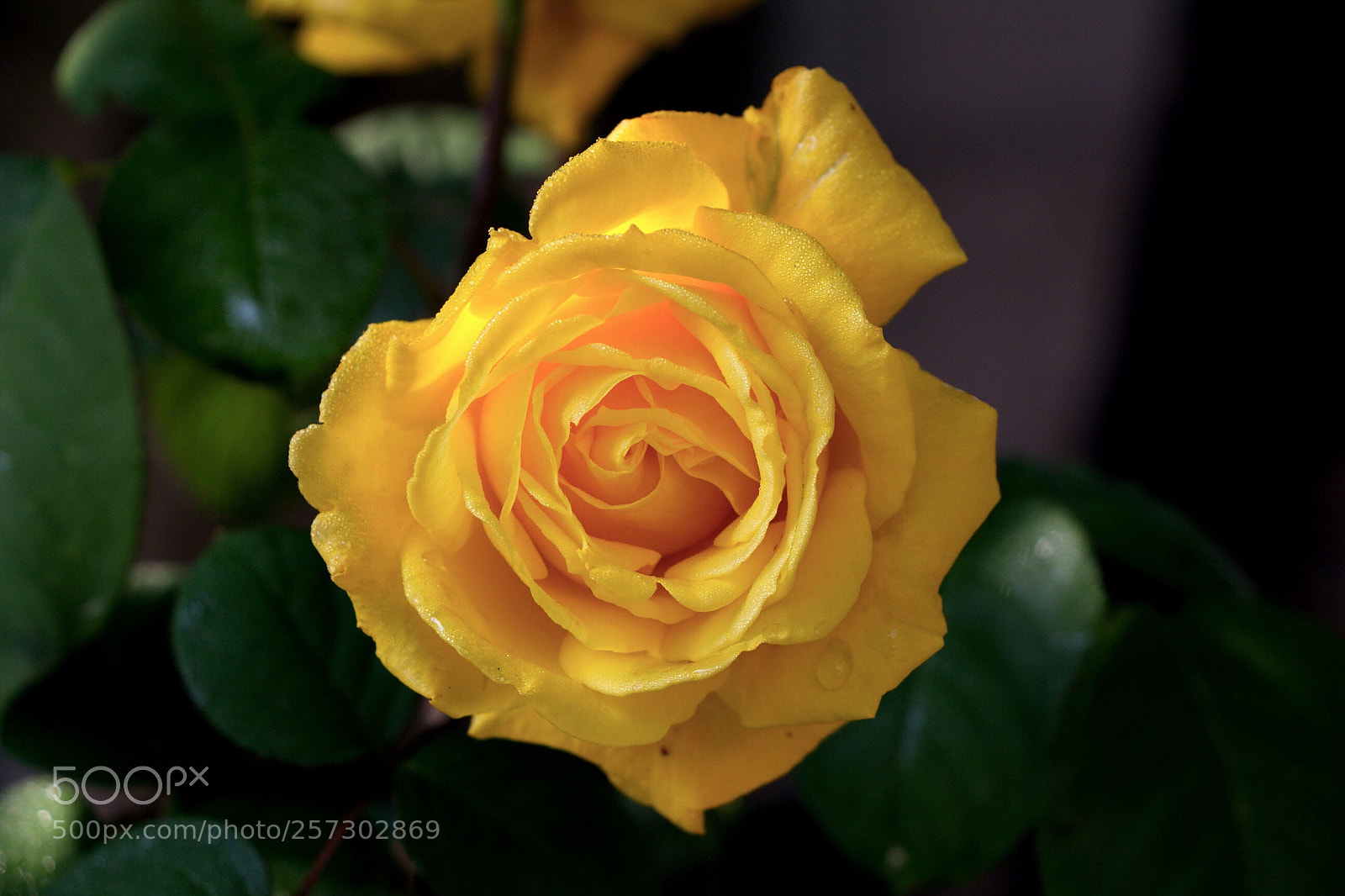 Canon EOS 60D sample photo. Untitled photography