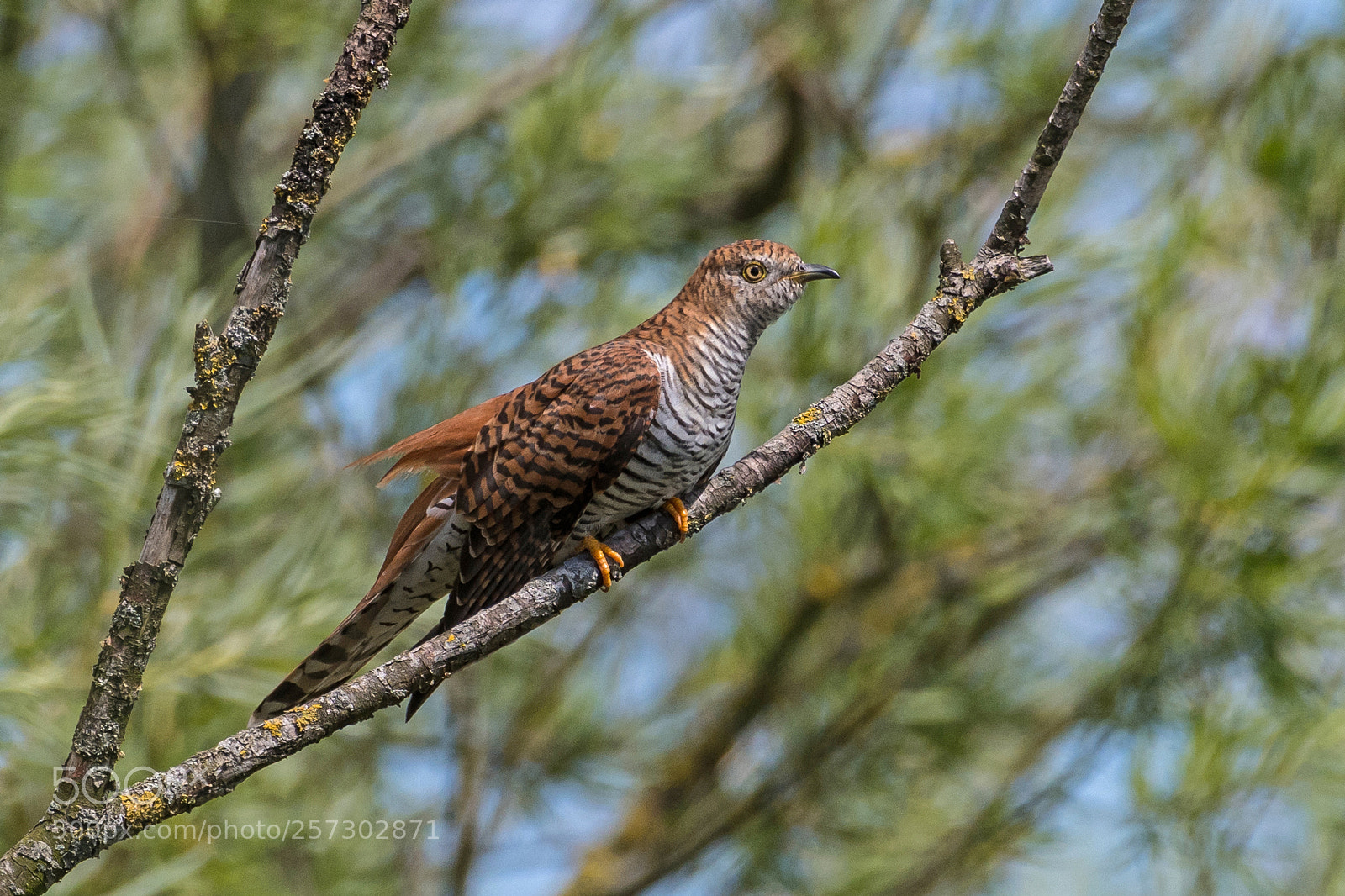 Nikon D500 sample photo. Common cuckoo, female photography