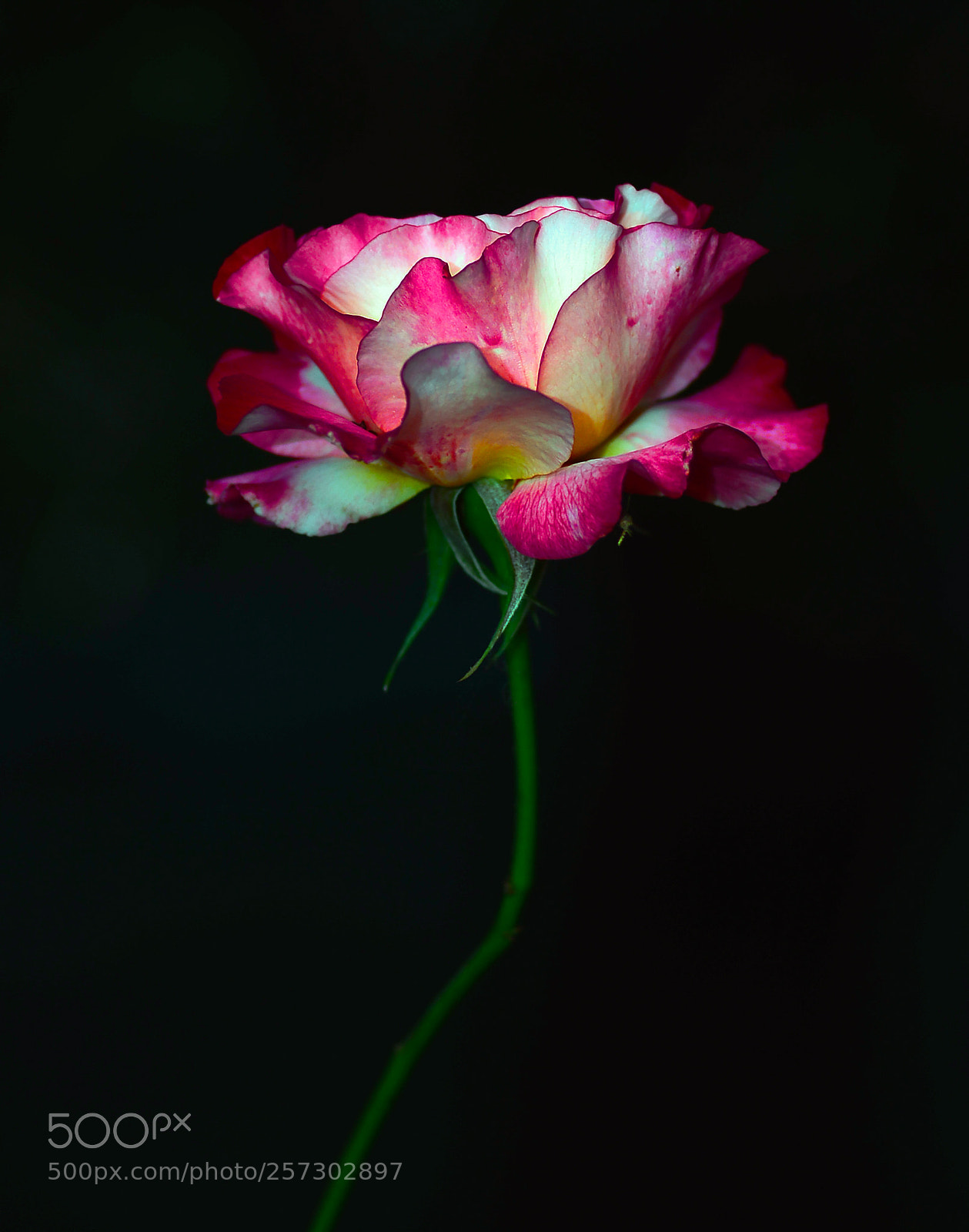 Nikon D800 sample photo. Rose in the dark photography