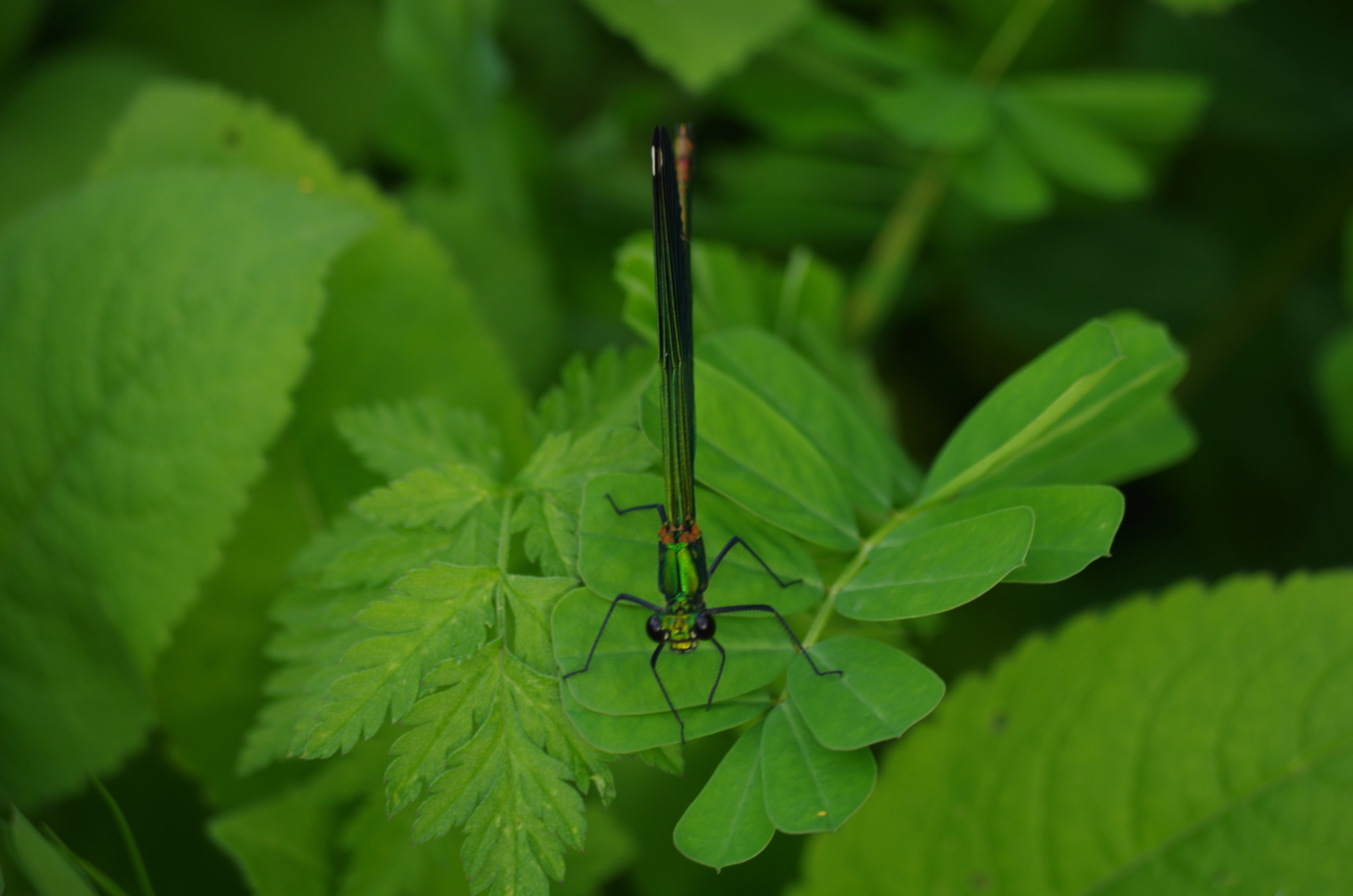 smc Pentax-DA L 50-200mm F4-5.6 ED WR sample photo. River jewelwing photography