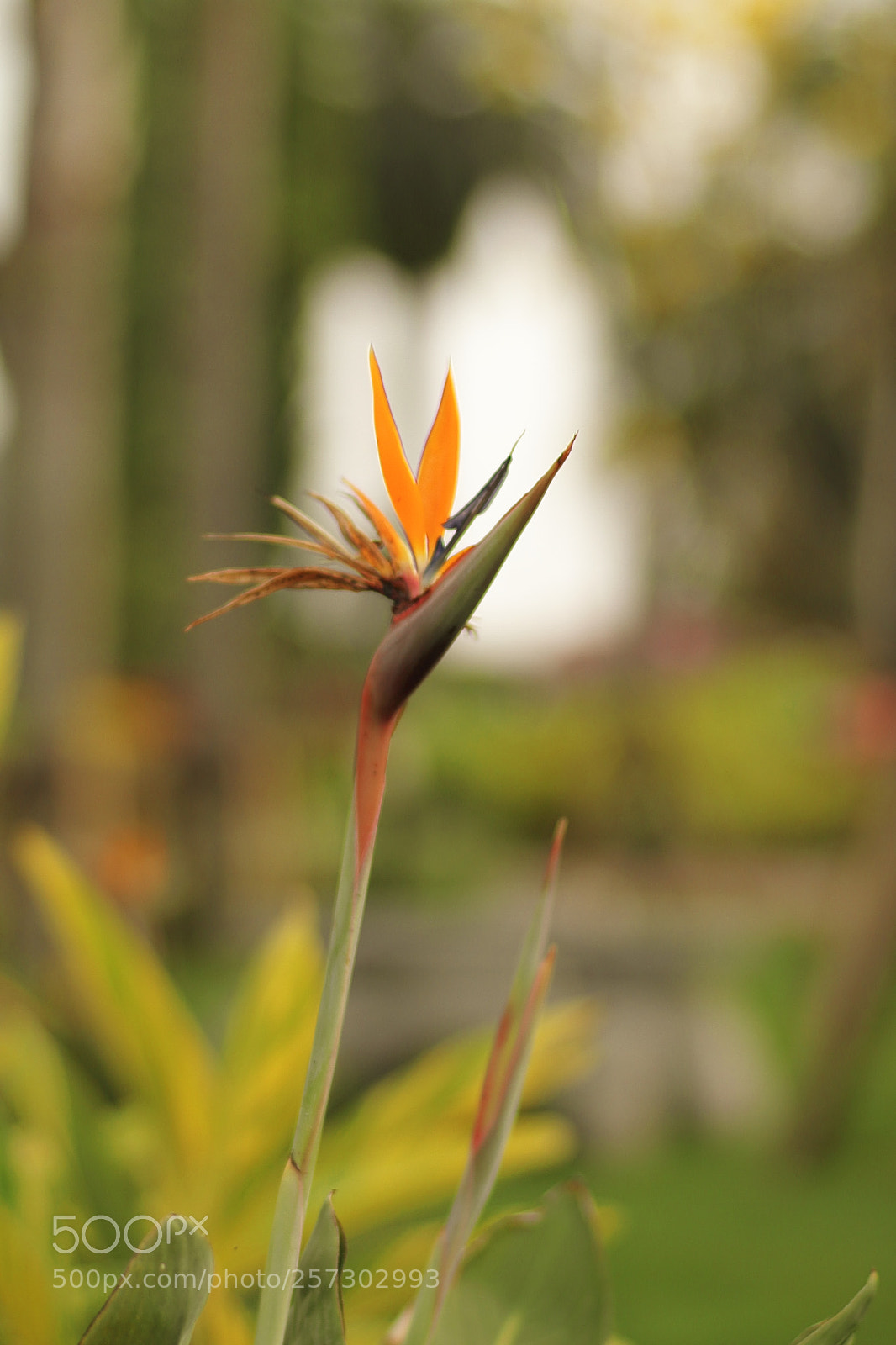 Canon EOS 7D + Canon EF 50mm F1.8 II sample photo. Img photography
