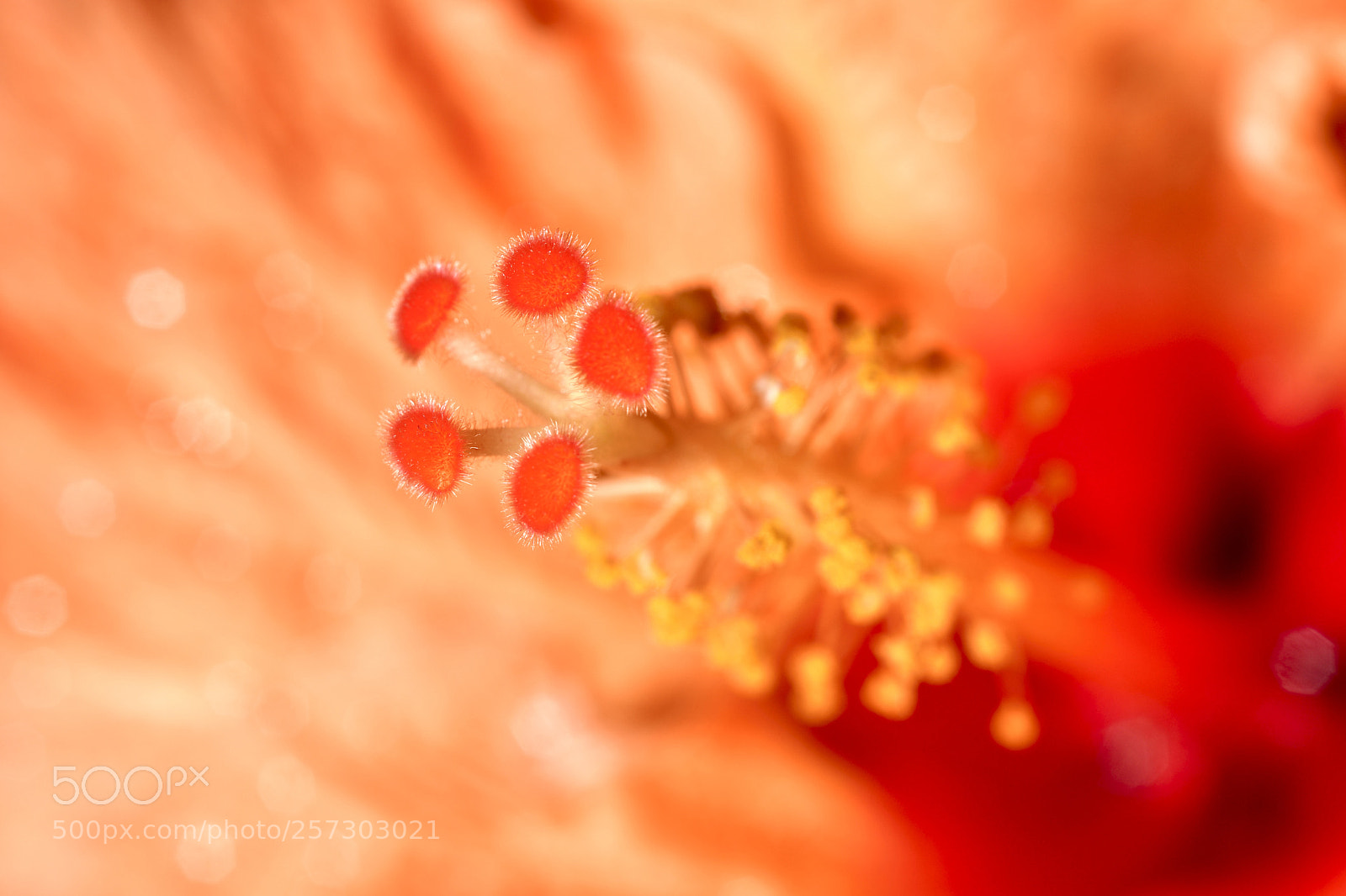 Nikon D500 sample photo. Pistils d'hibiscus photography