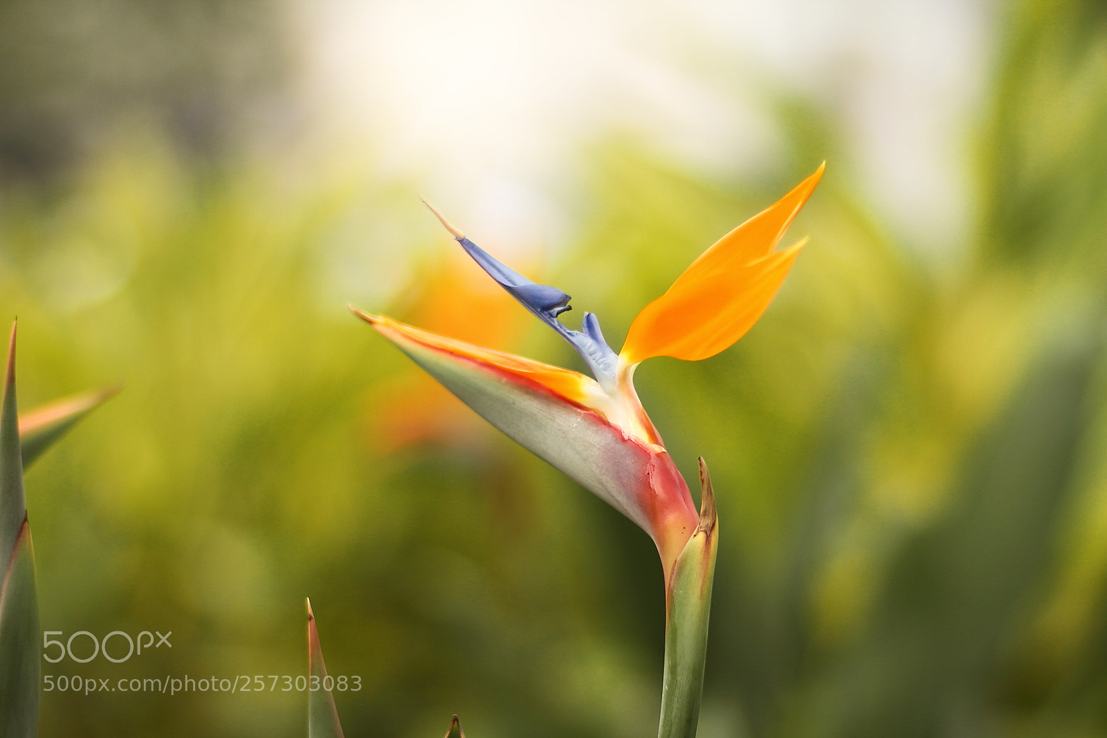 Canon EOS 7D + Canon EF 50mm F1.8 II sample photo. Foliage plant photography