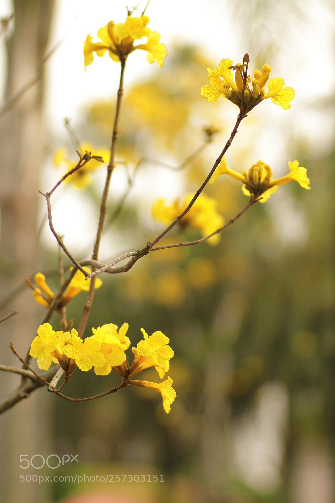 Canon EOS 7D sample photo. Foliage plant photography