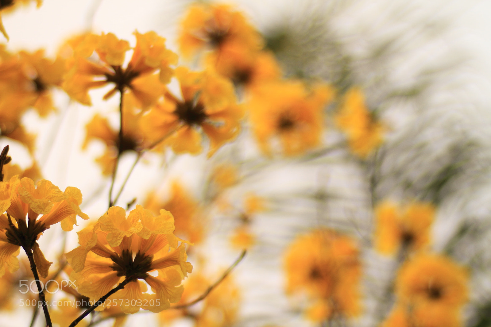 Canon EOS 7D sample photo. Foliage plant photography