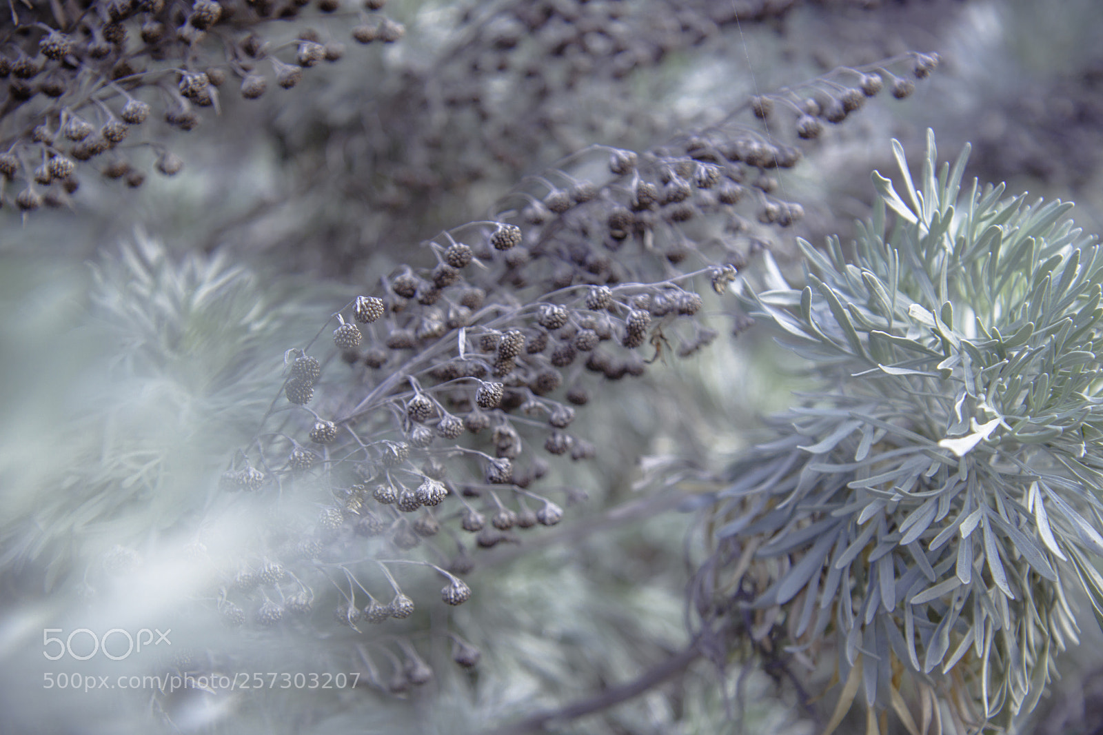 Canon EOS 750D (EOS Rebel T6i / EOS Kiss X8i) sample photo. Soft winter 2 photography