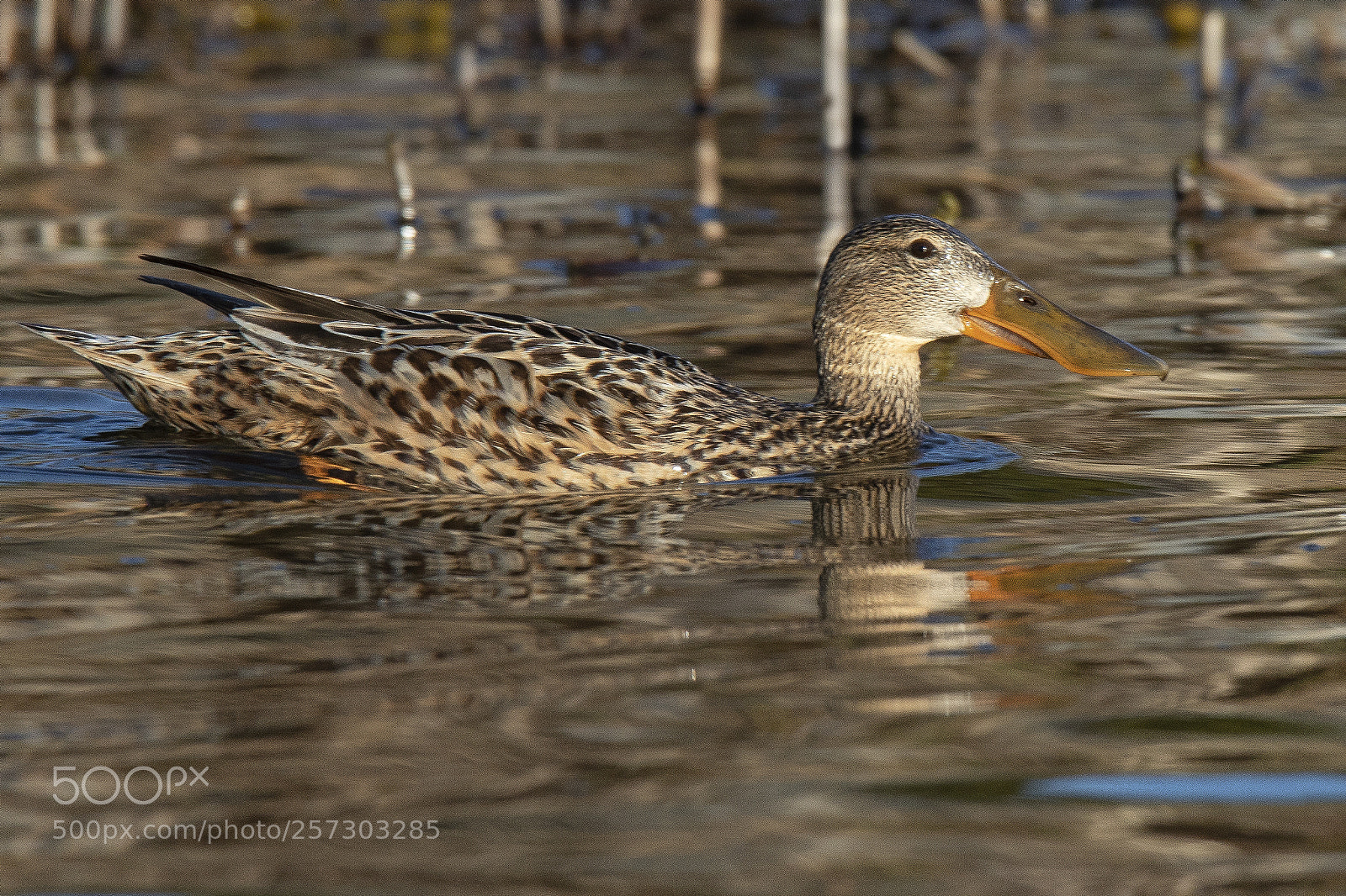 Canon EOS 7D Mark II sample photo. Northern shoveler spatula clypeata photography