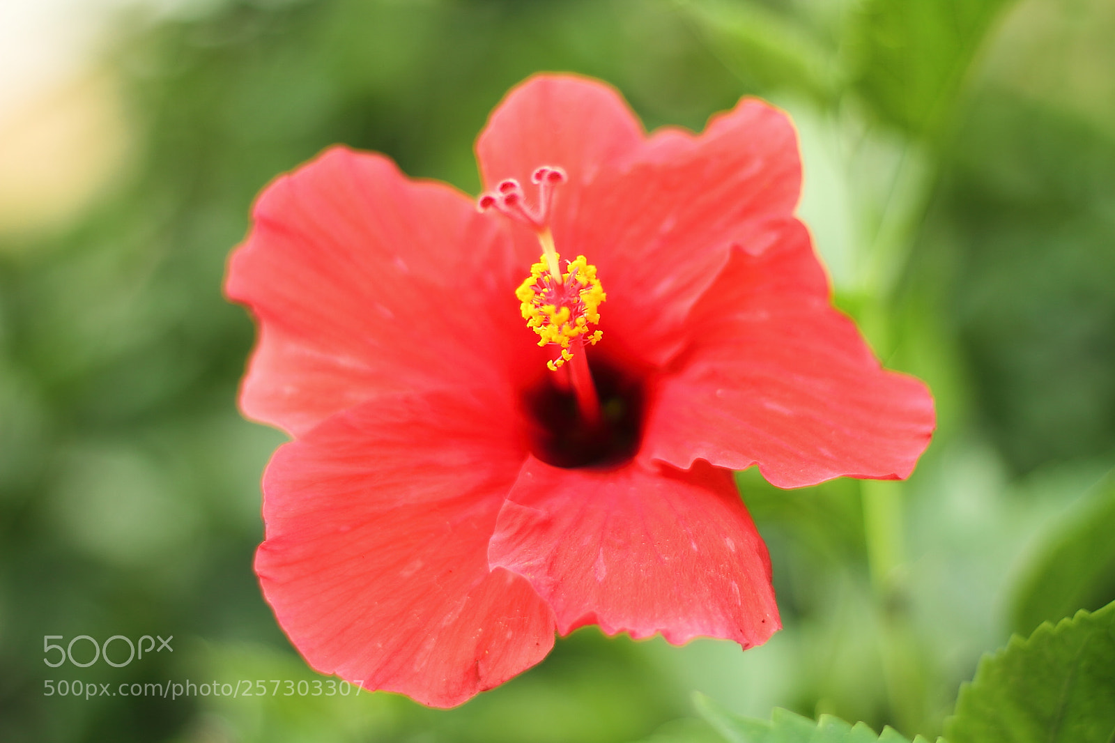 Canon EOS 7D + Canon EF 50mm F1.8 II sample photo. Hibiscus photography